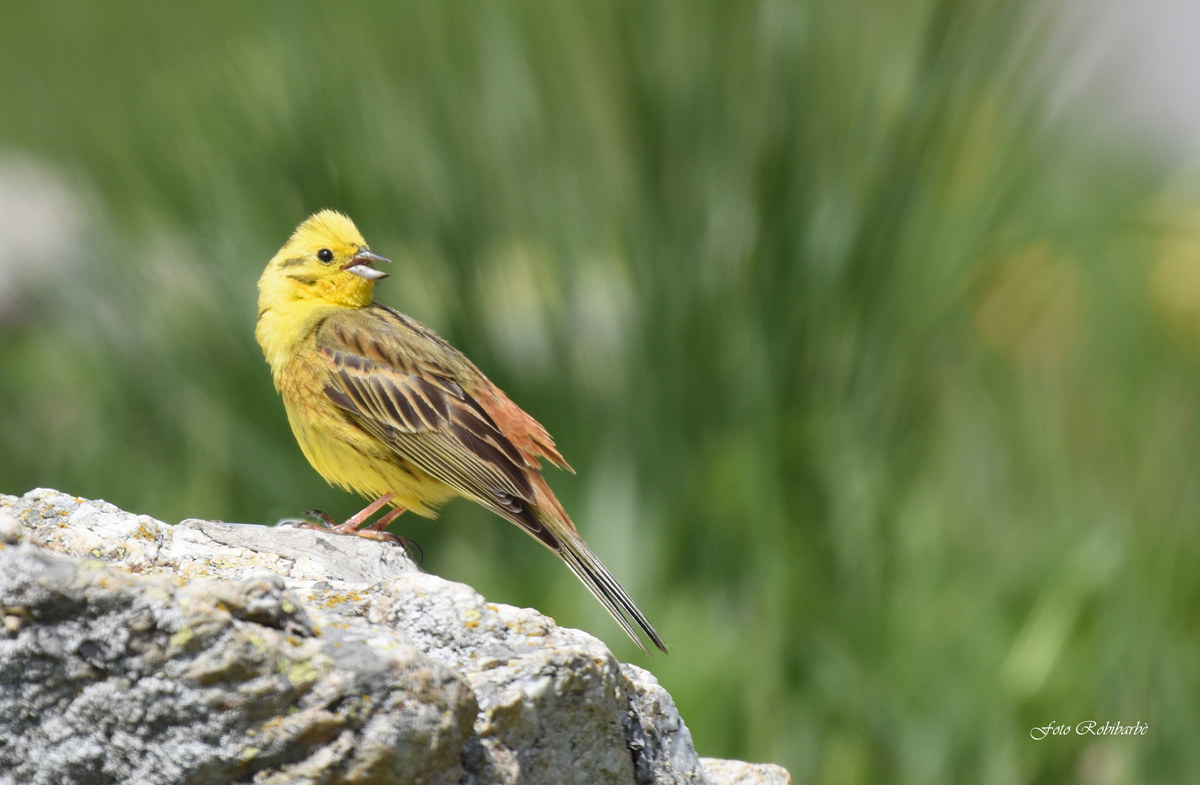 Yellowhammer ...