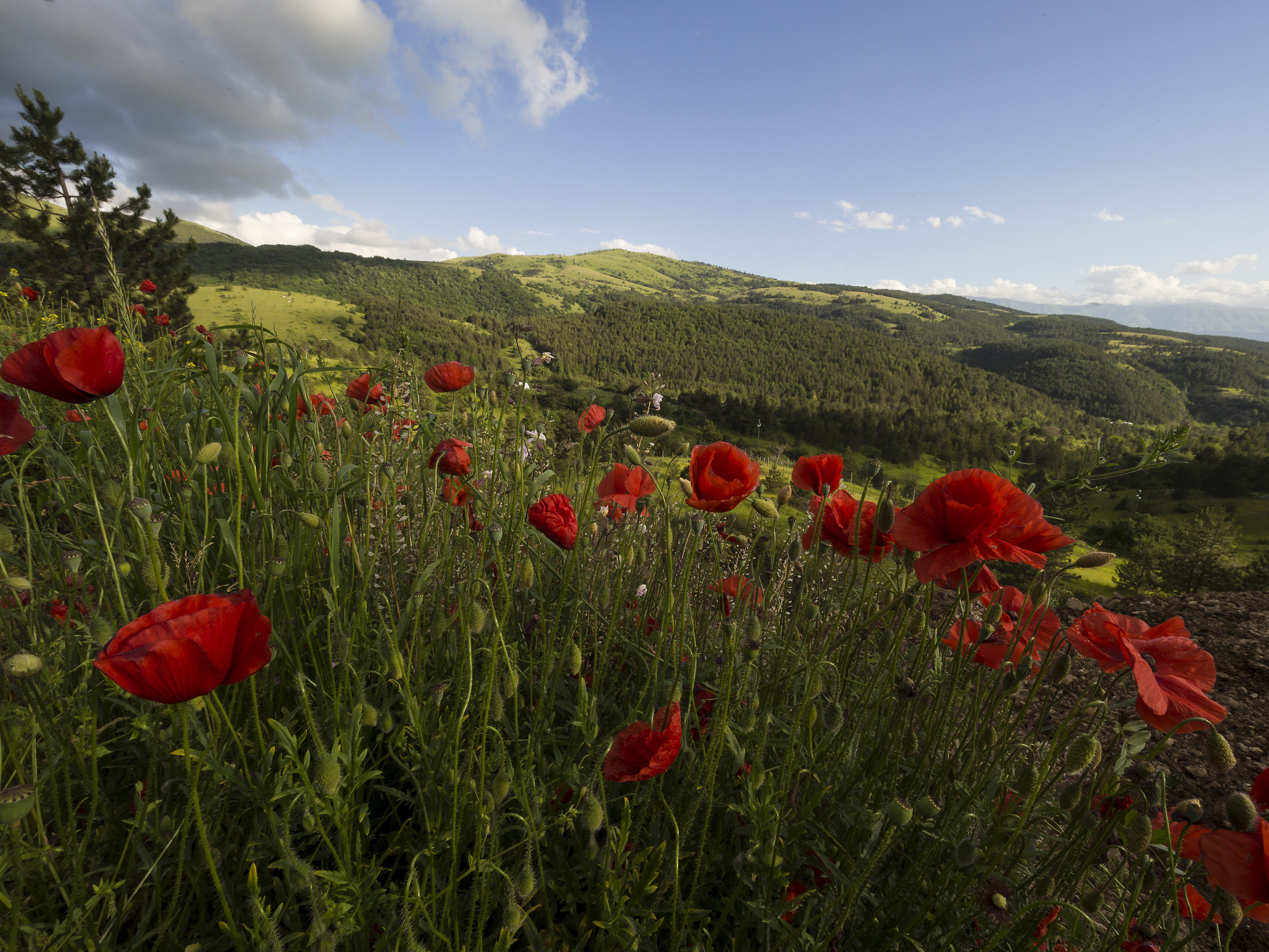 The Abruzzo hills