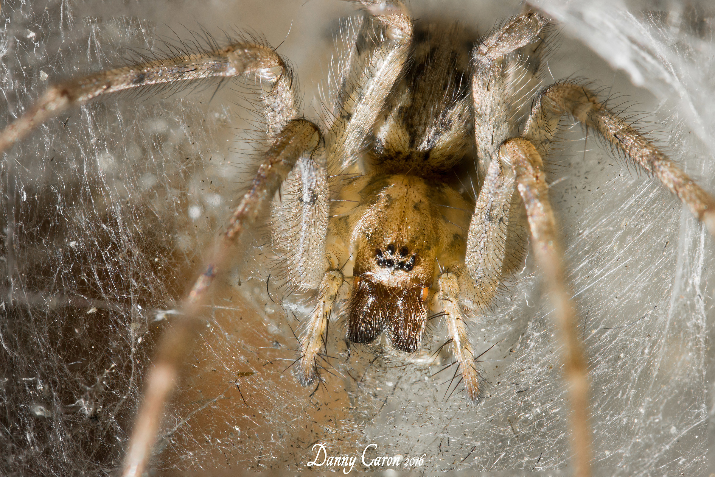 Gibbaranea Focus stacking
