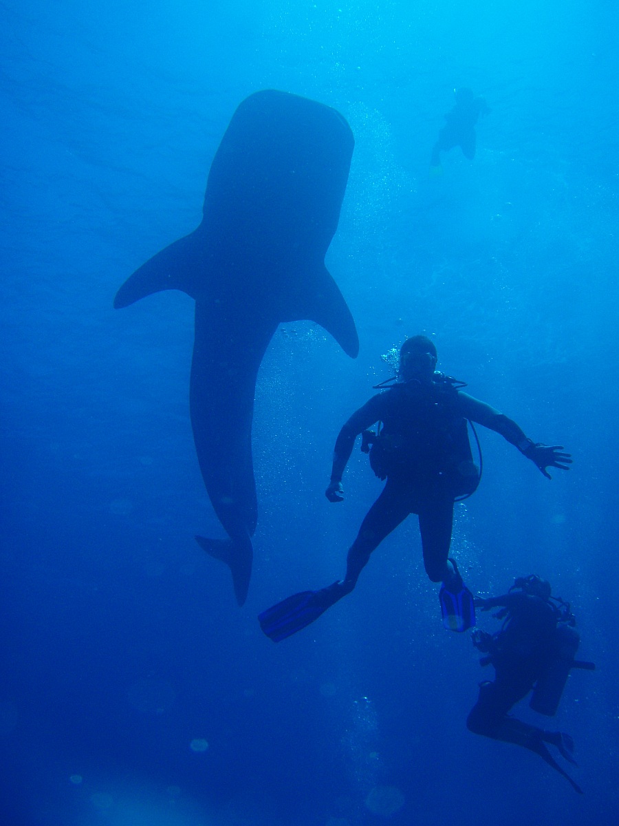 Cucciolo di squalo balena