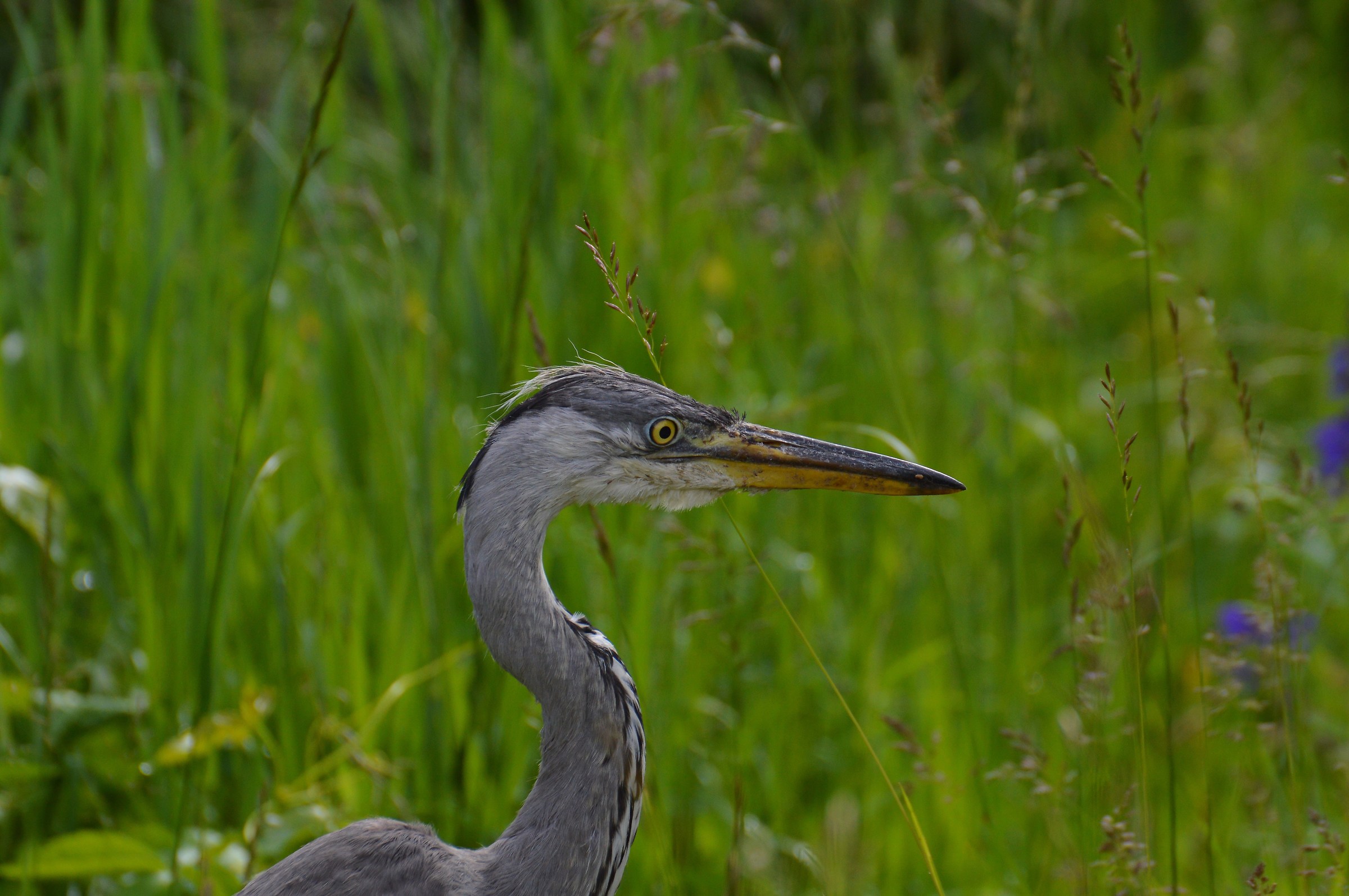 small heron