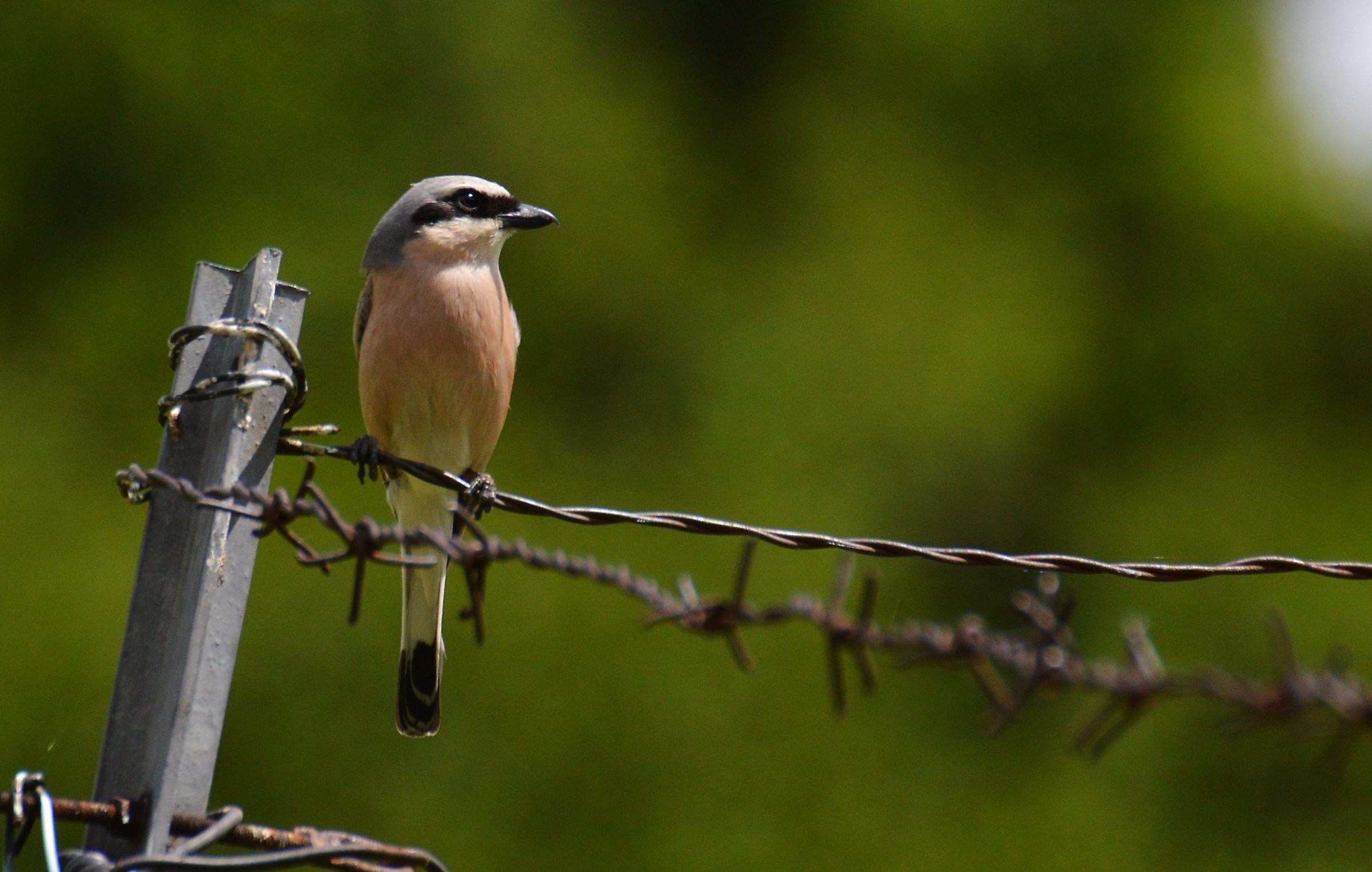 male shrike