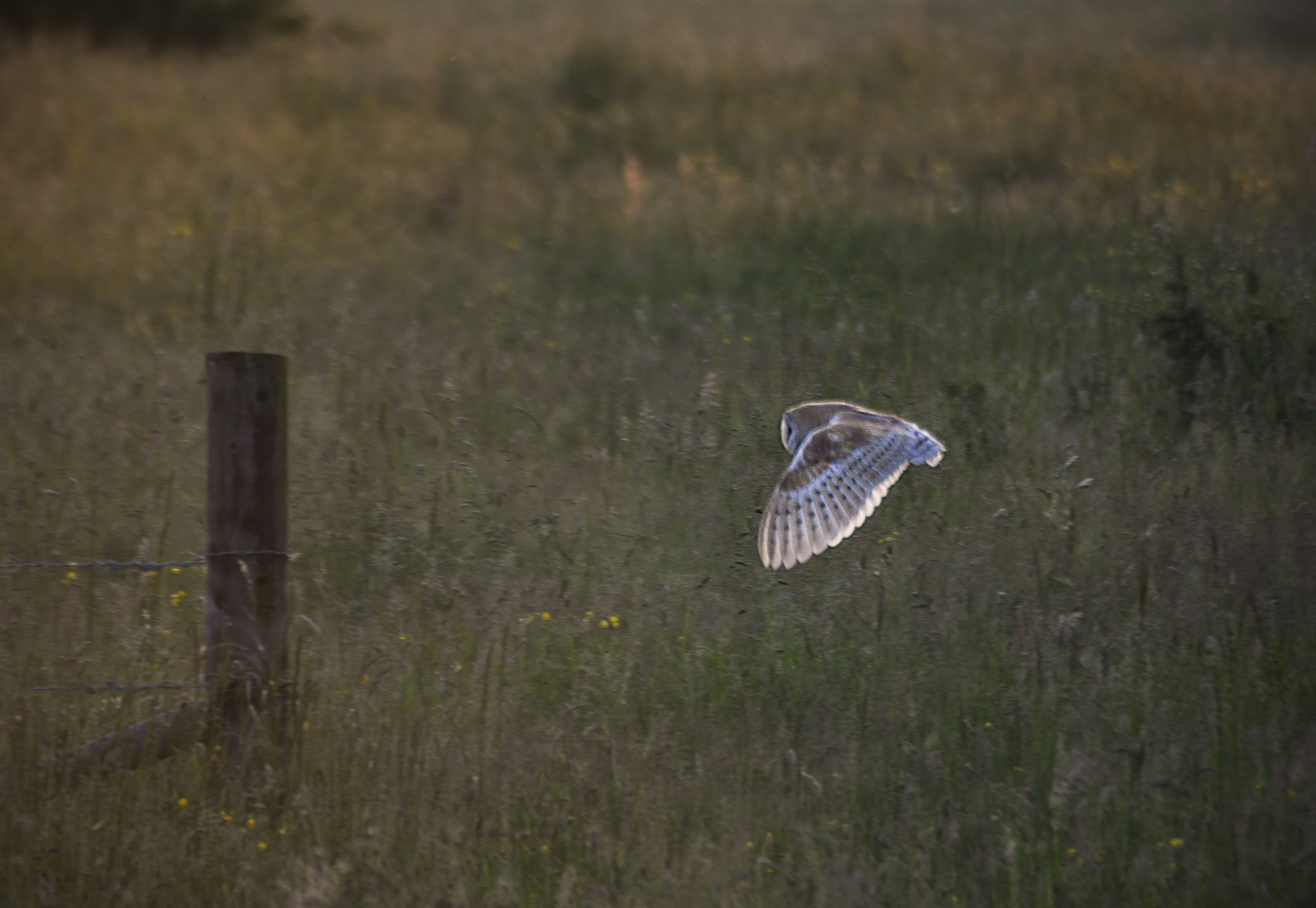 Barbagianni, Imbrunire