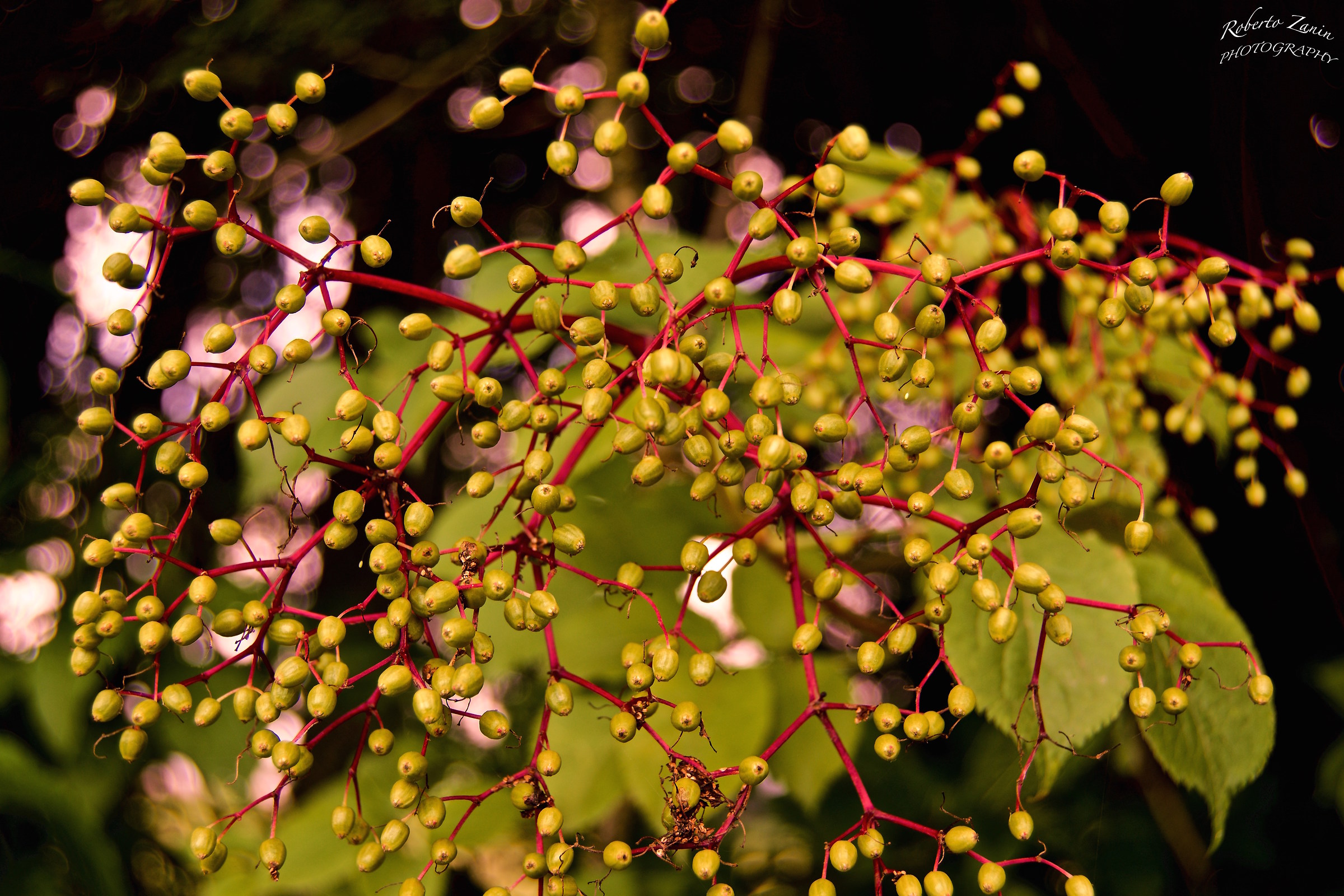 unripe elderberries