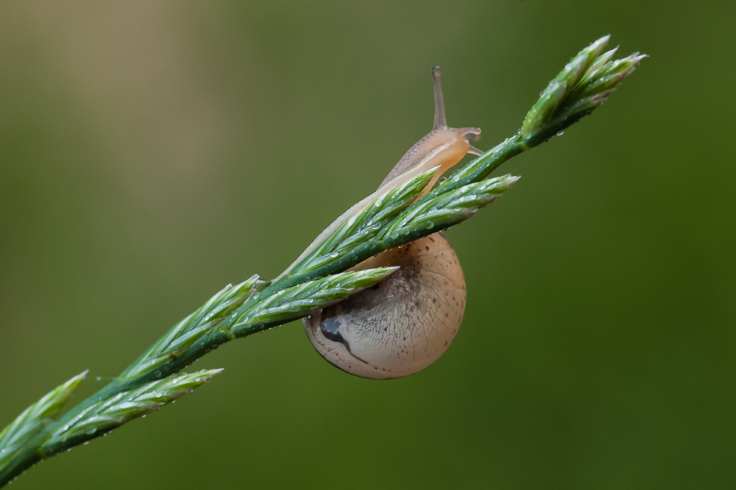 Giochi di equilibrio
