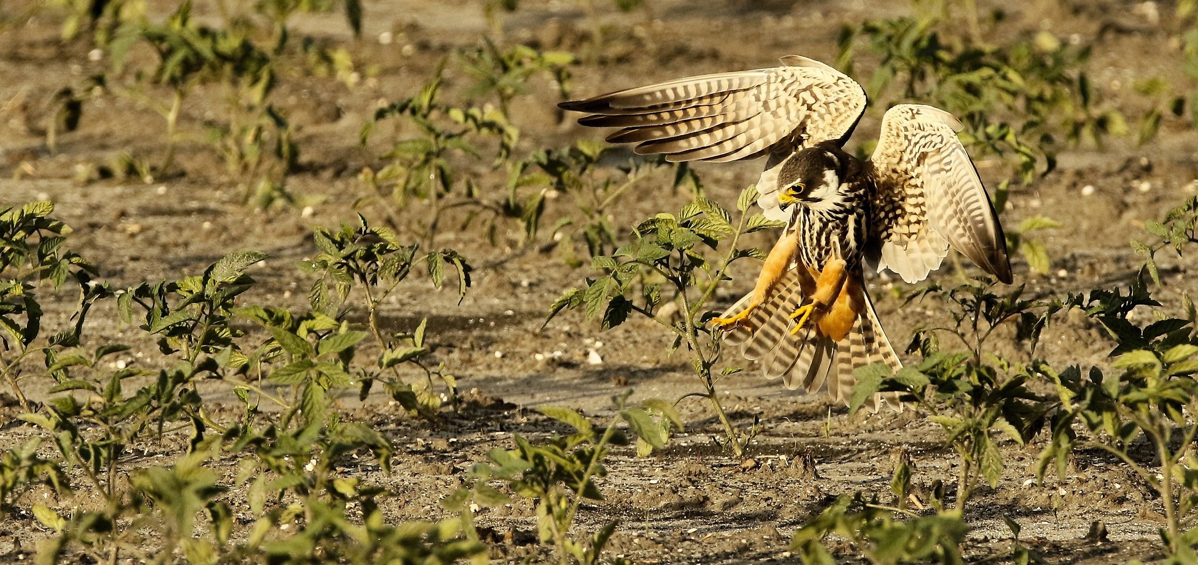 Eurasian Hobby