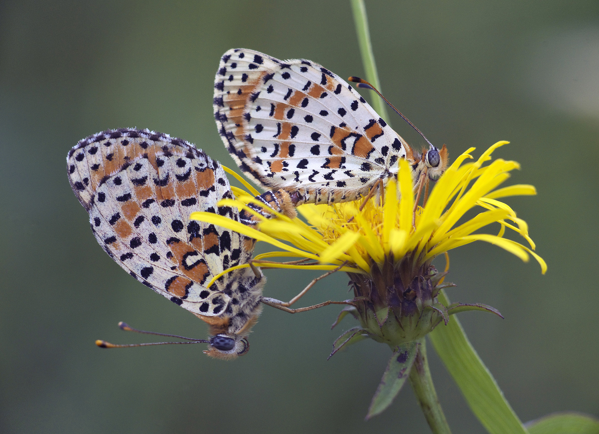 amorous butterflies