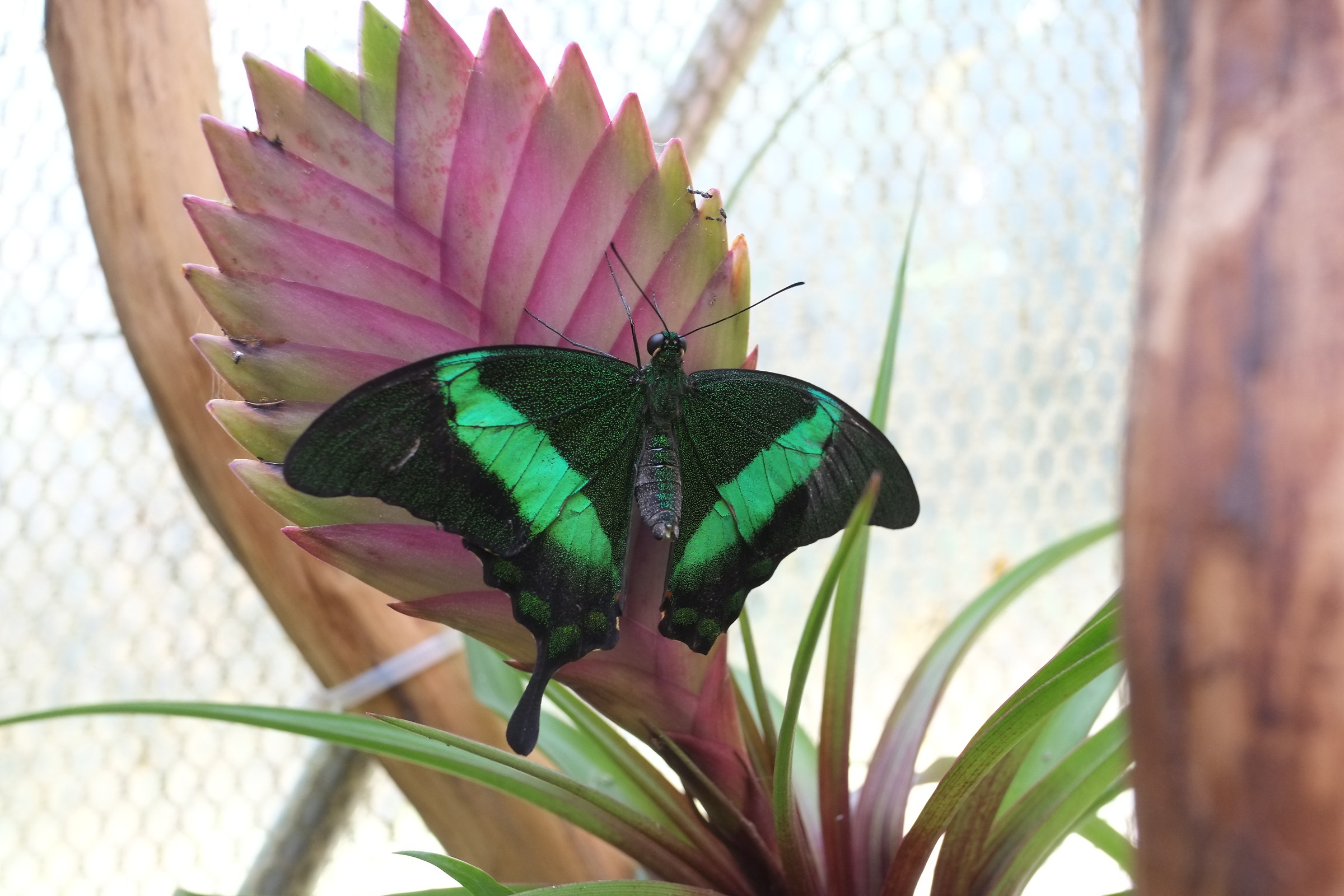 Papilio Palinurus, farfalla smeraldo