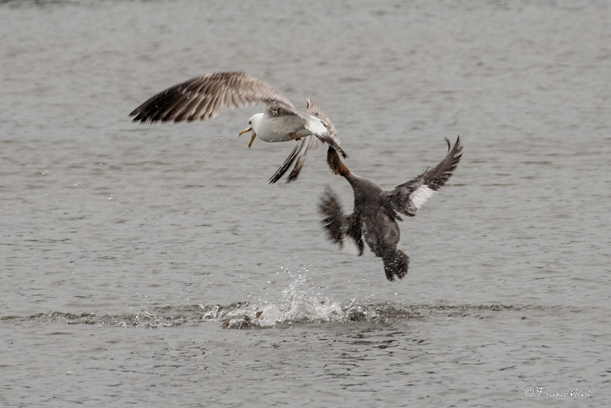 mamma Smergo contro Gabbiano reale