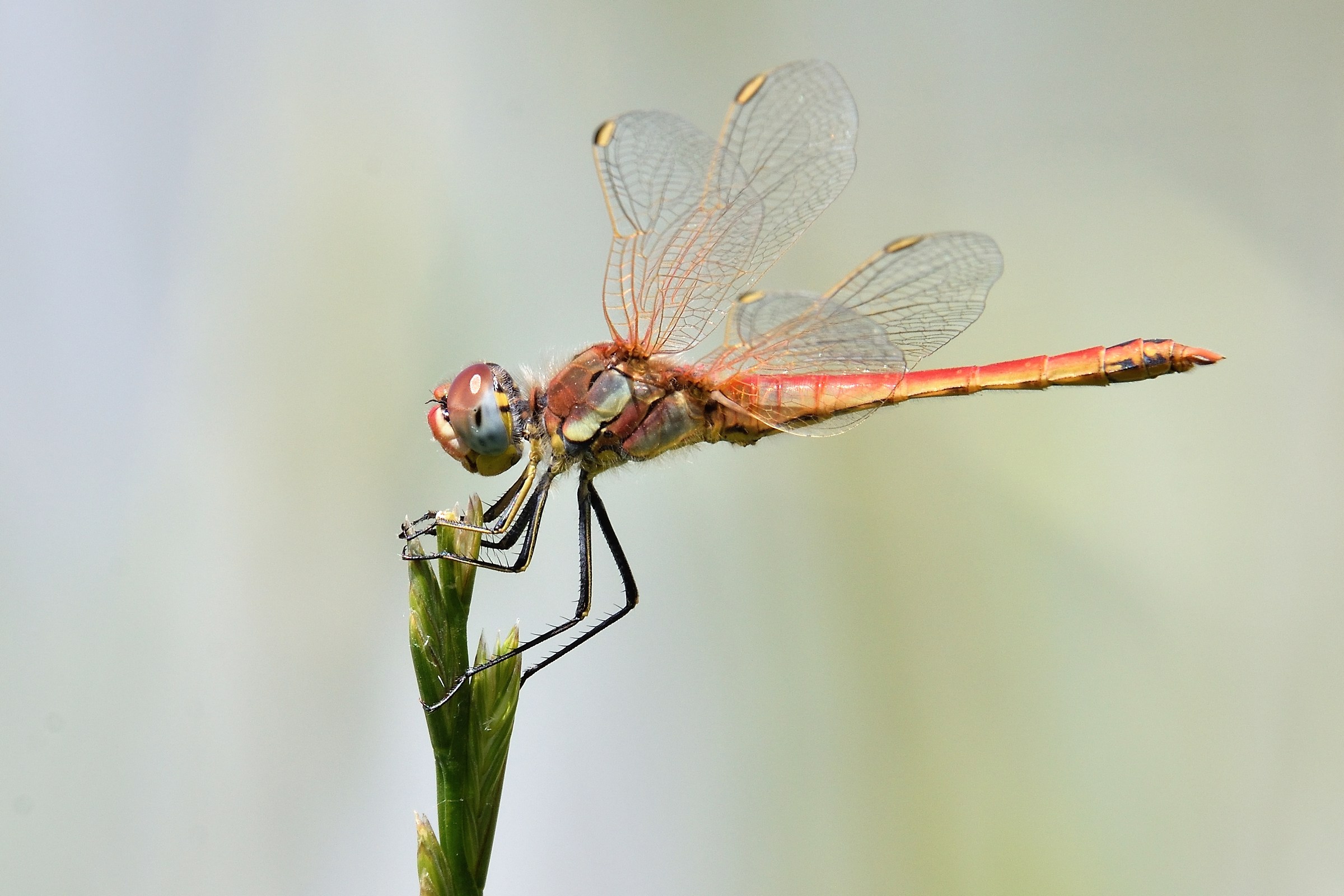 sympetrum fonscolombii