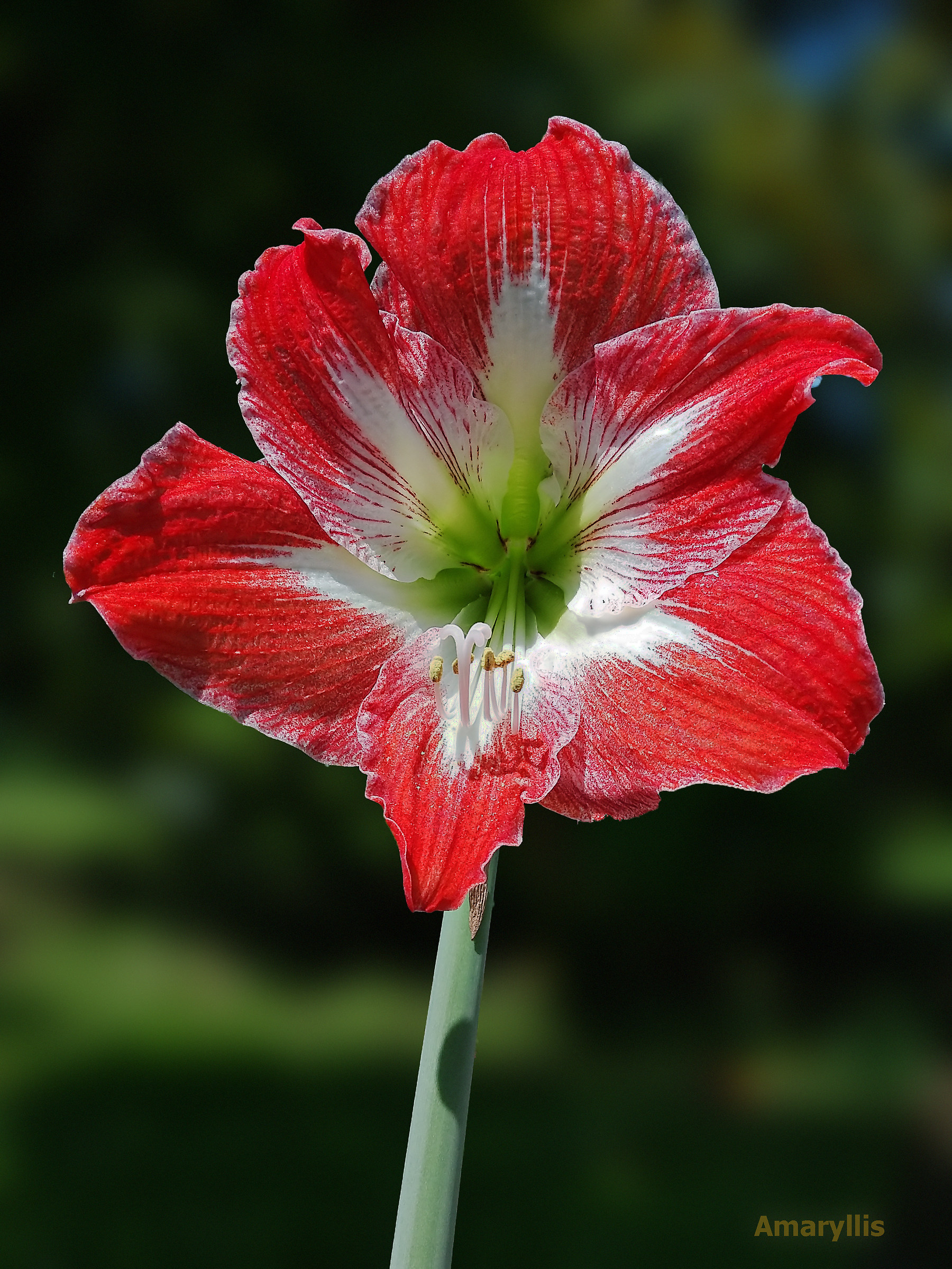 io Amaryllo , tu Amarylli , egli Amaryllis...