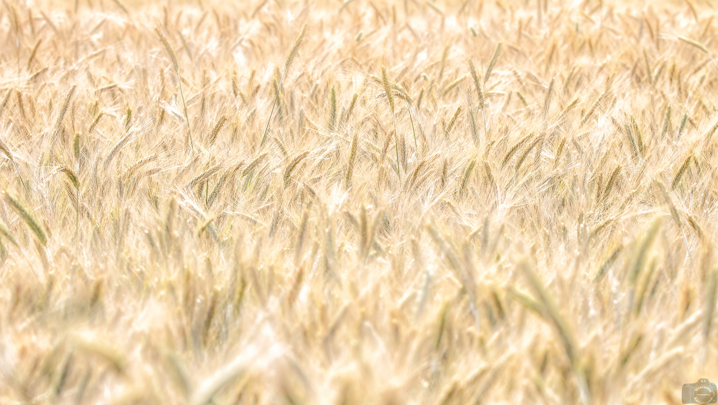 The field of wheat ..