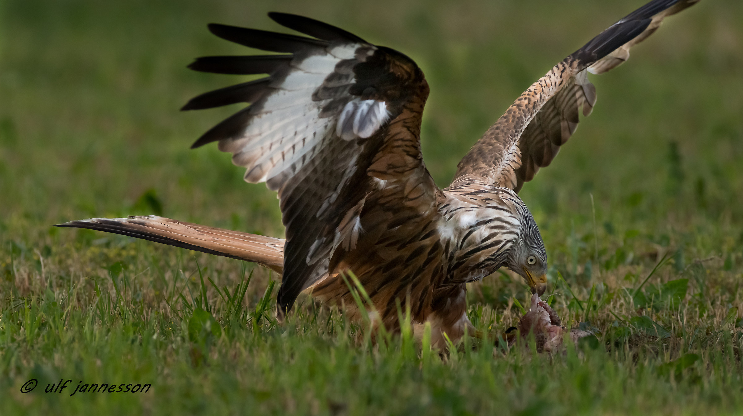 Nibbio reale in azione