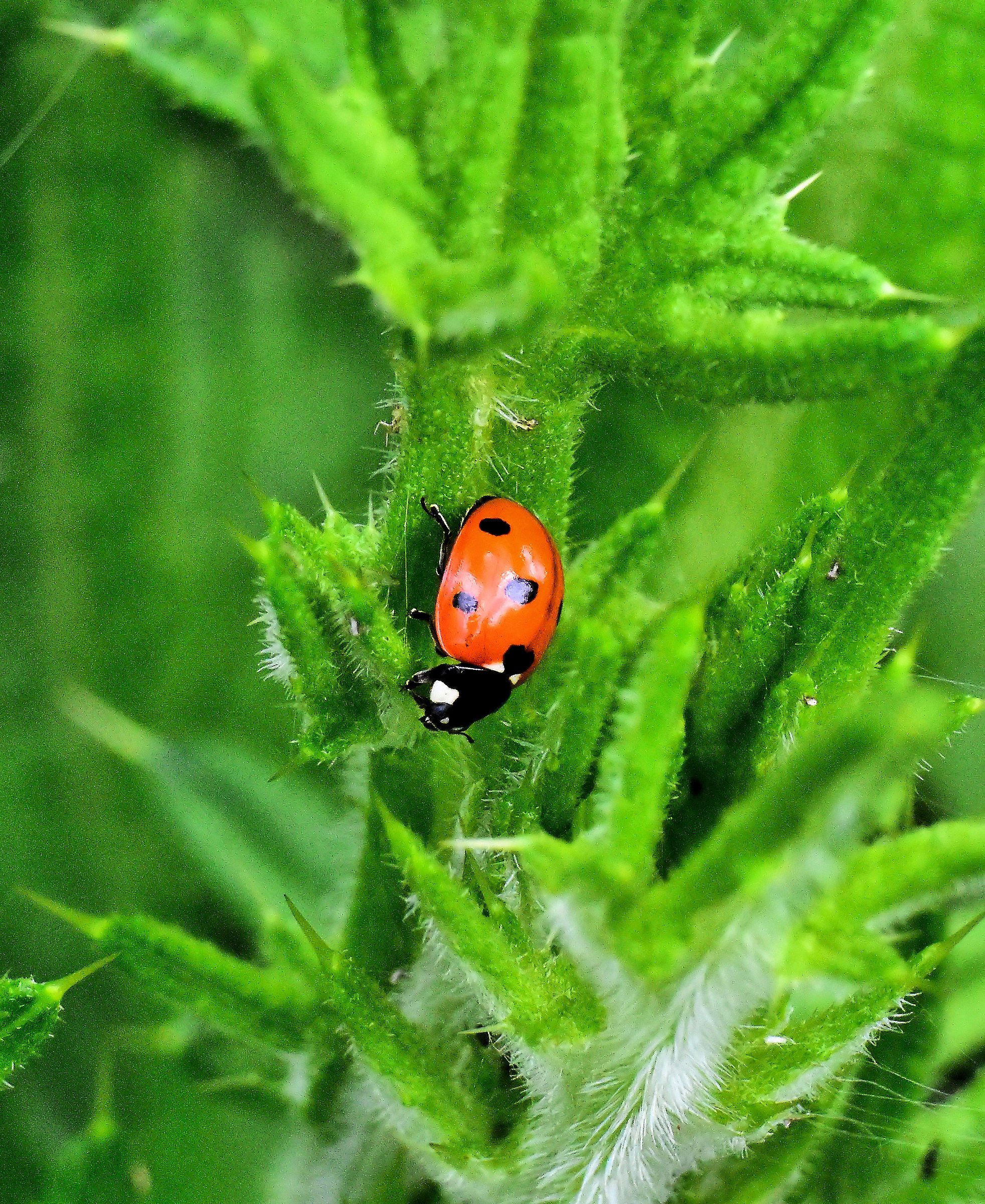 Ladybug
