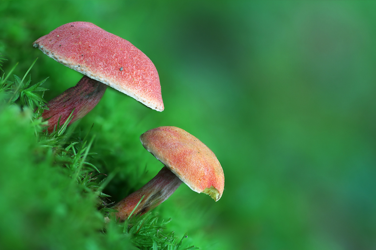 Xerocomus armeniacus