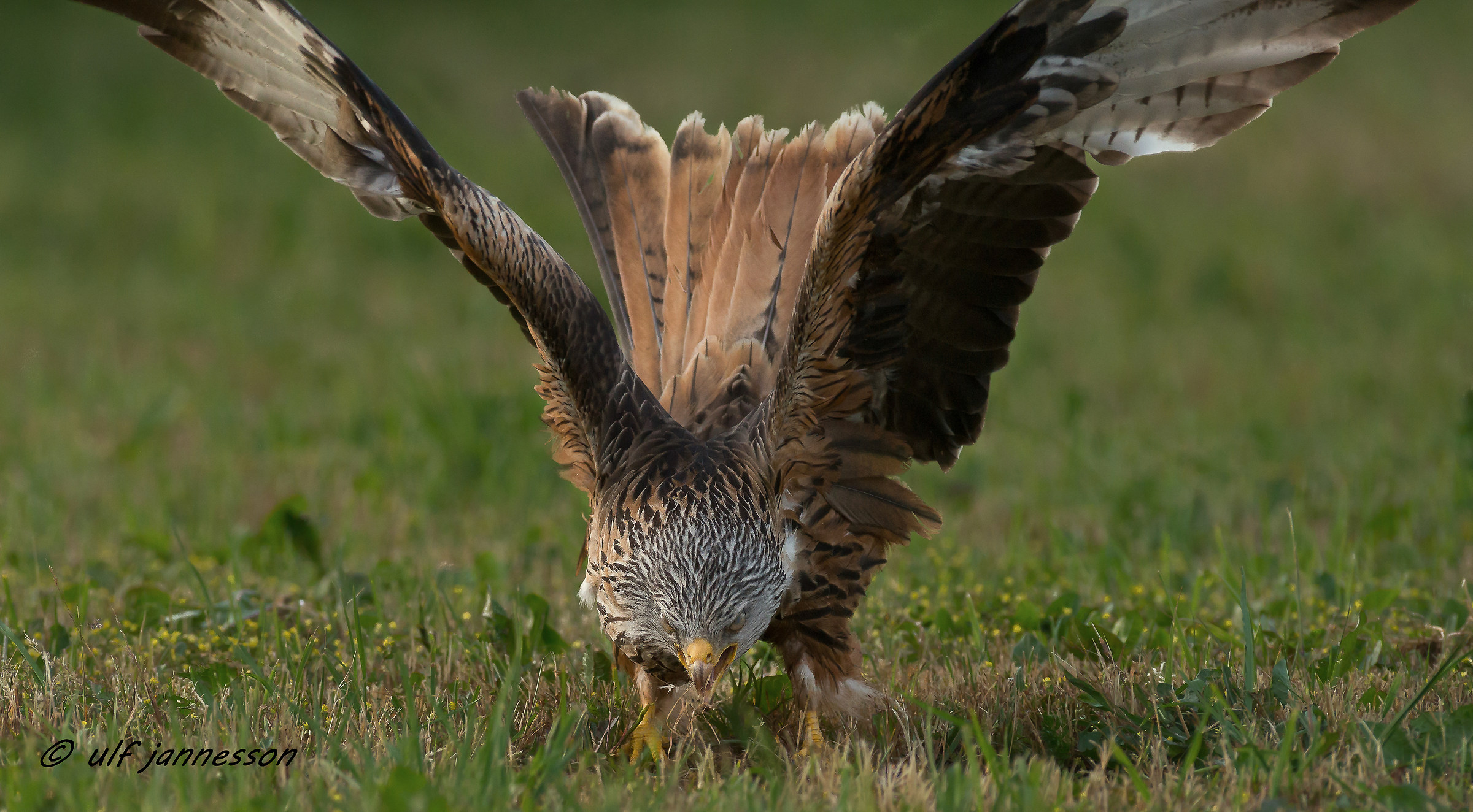 Red Kite this is my