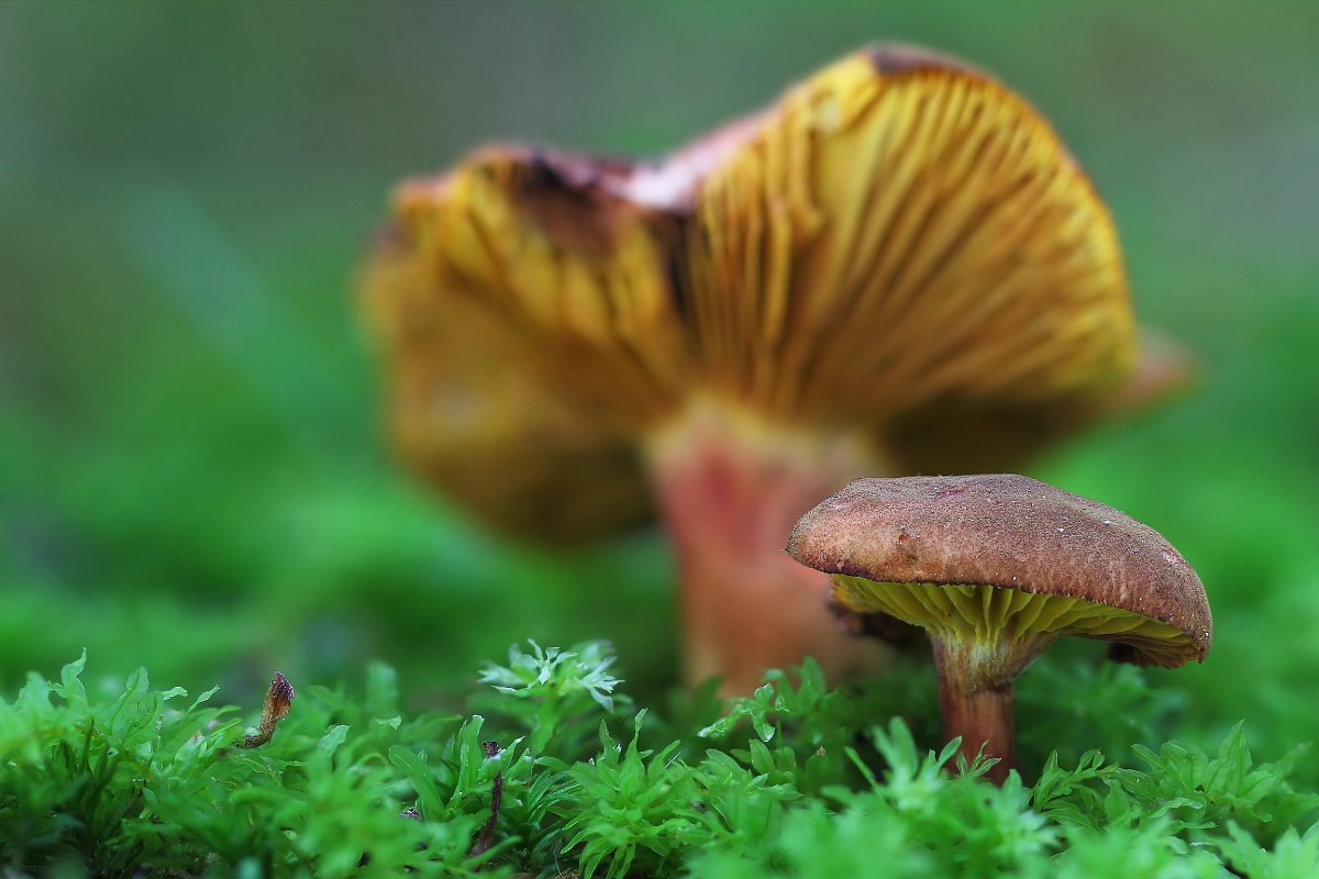 Phylloporus radoxanthus