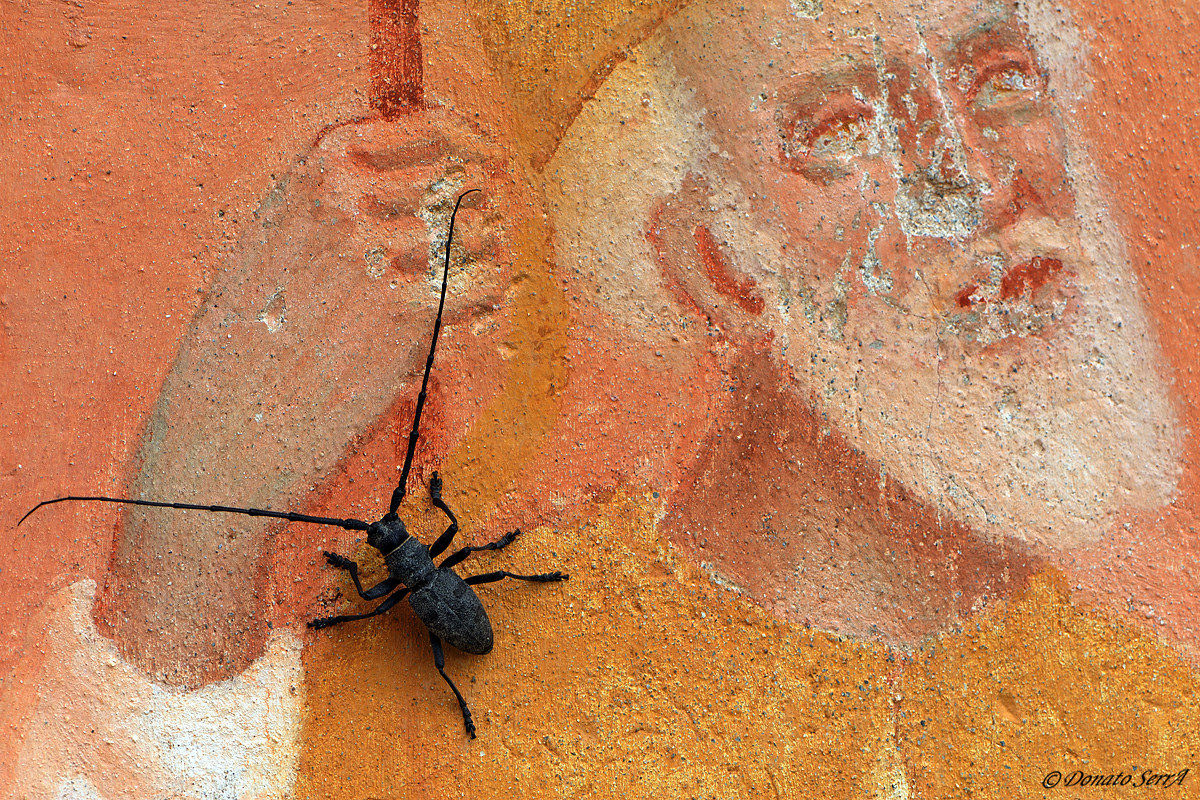 Beetle on votive