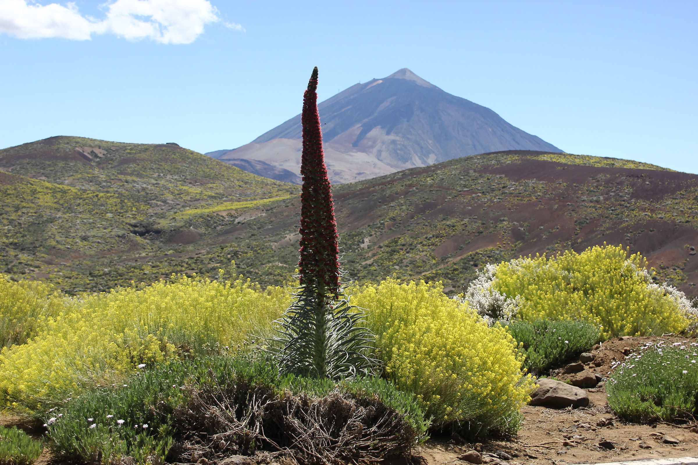 El Teide y tajinaste.