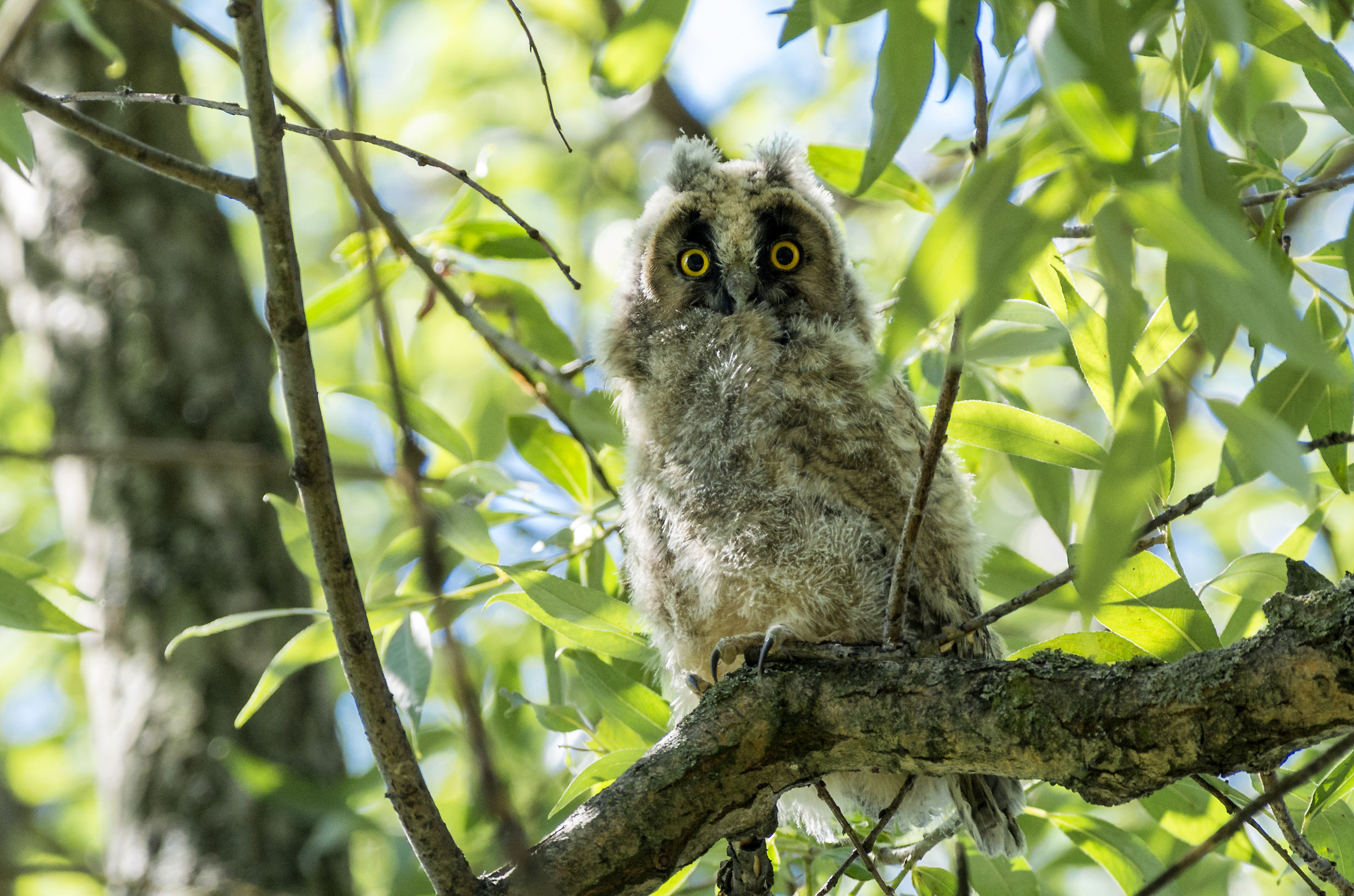 Gufo comune (giovani)