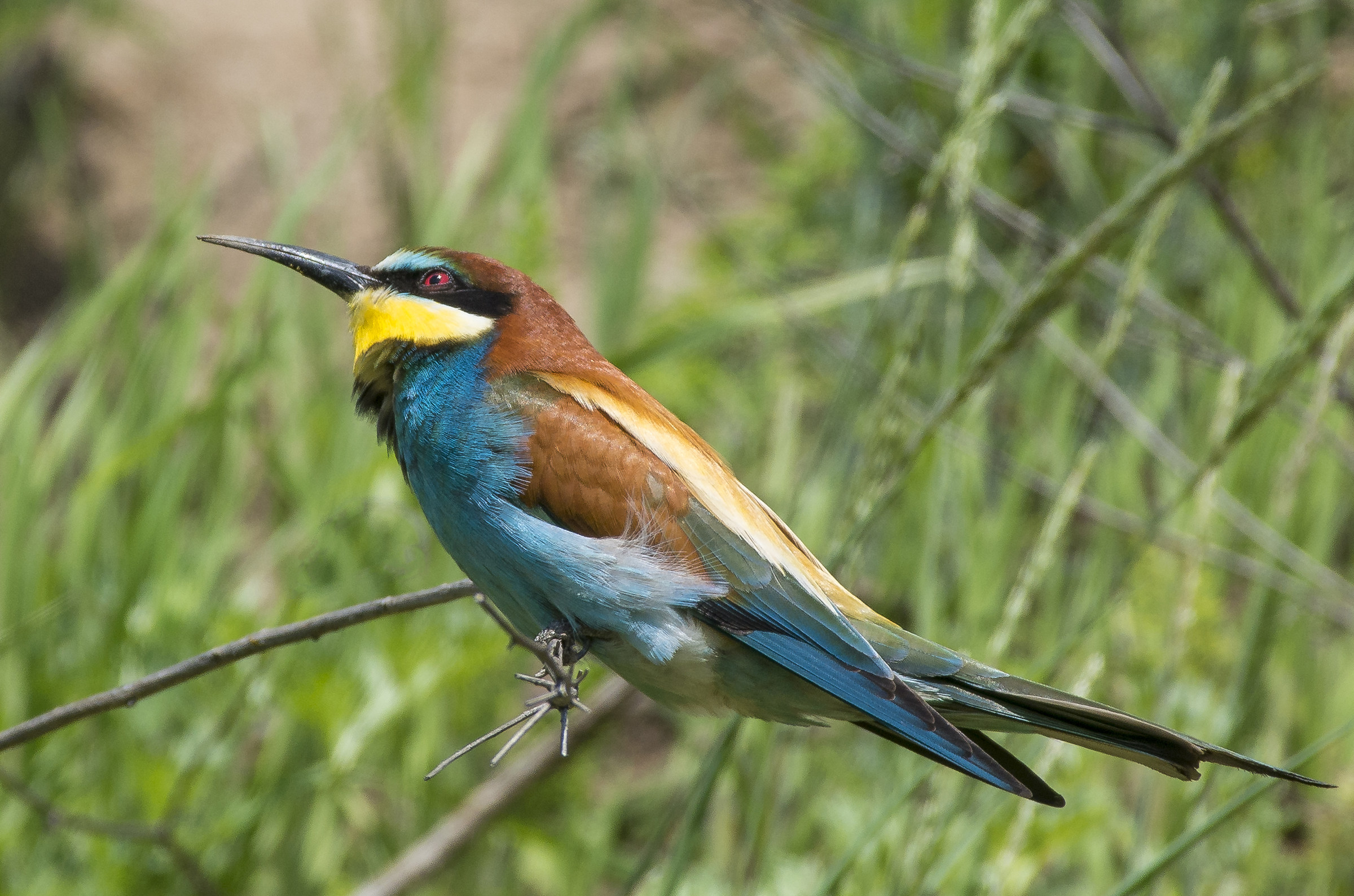 European bee-eater