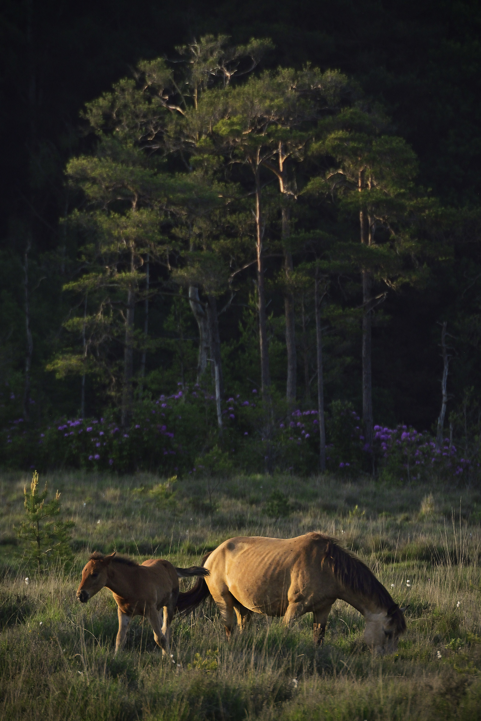 New Forest Mare and Foal