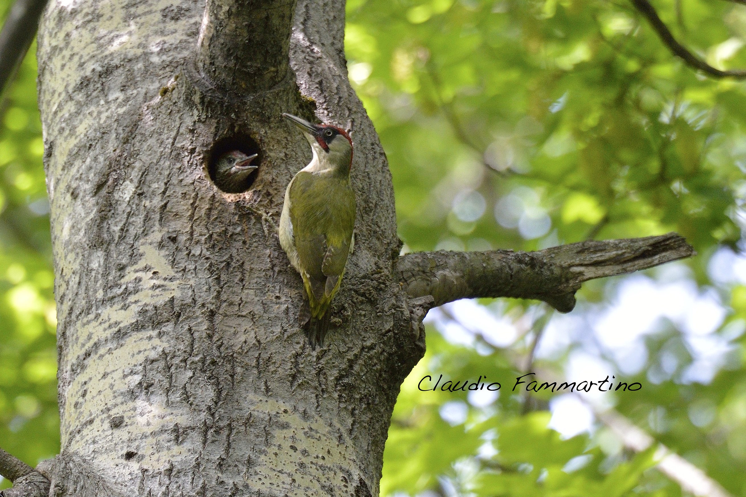 green woodpecker