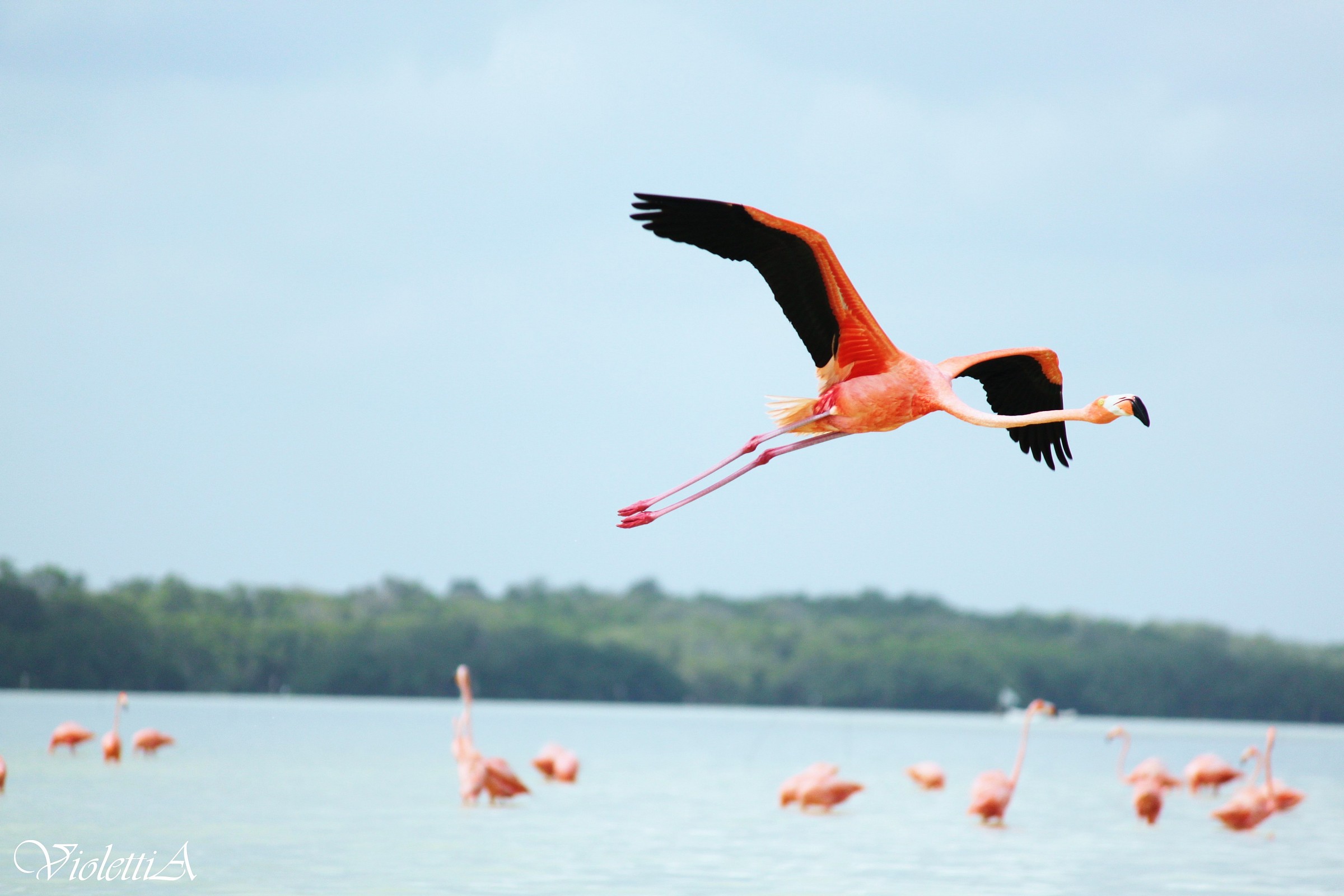 Pink flamingo - Celestun