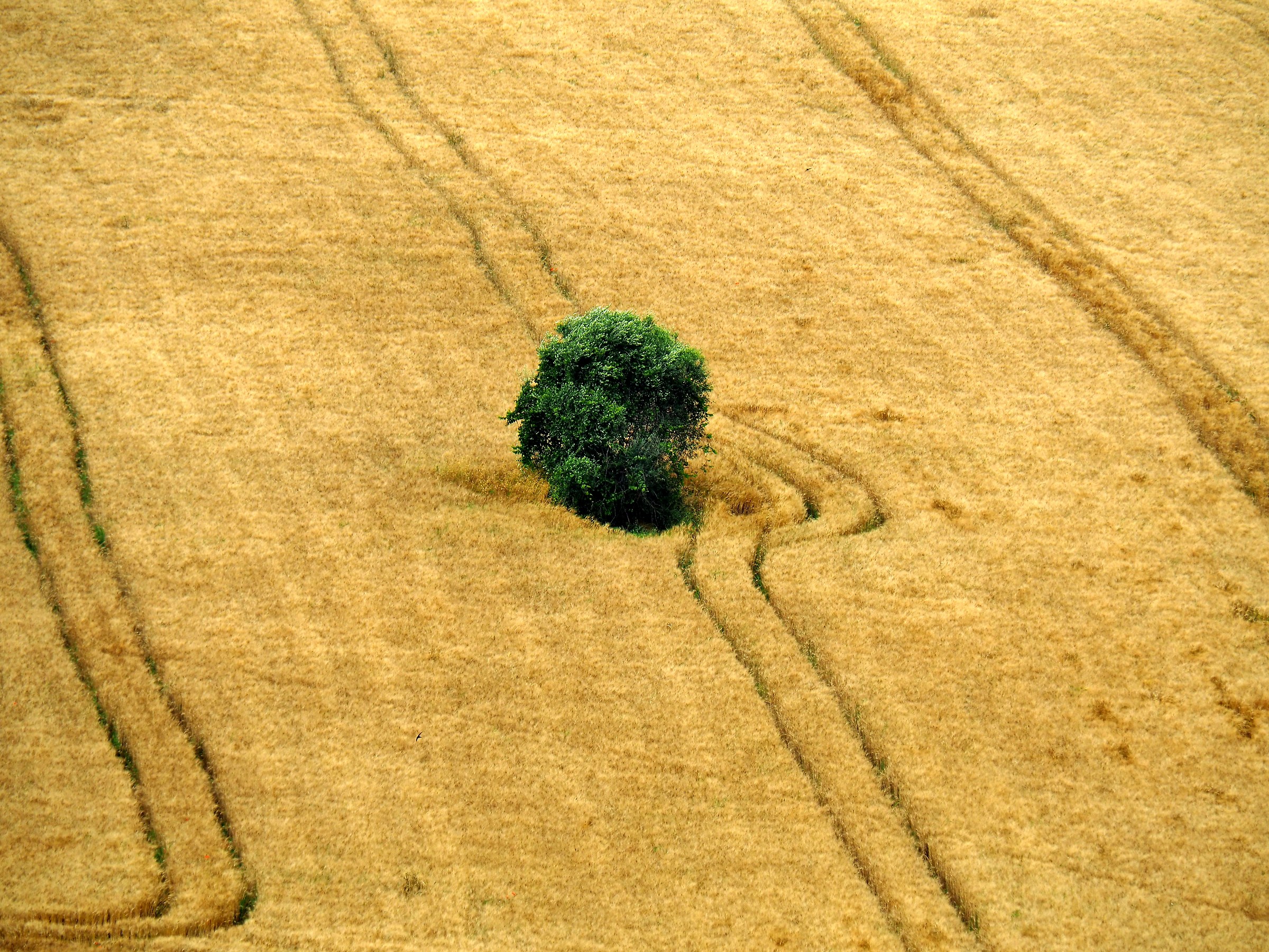 solo in mezzo al grano