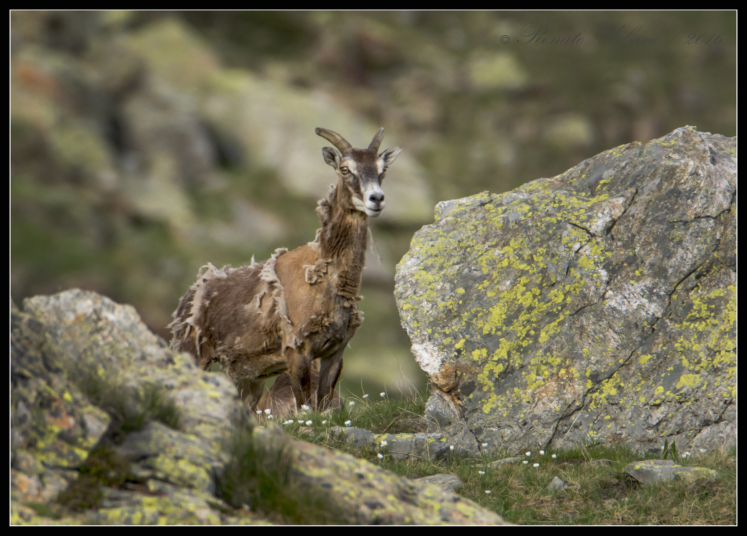 Female mouflon during the change of coat