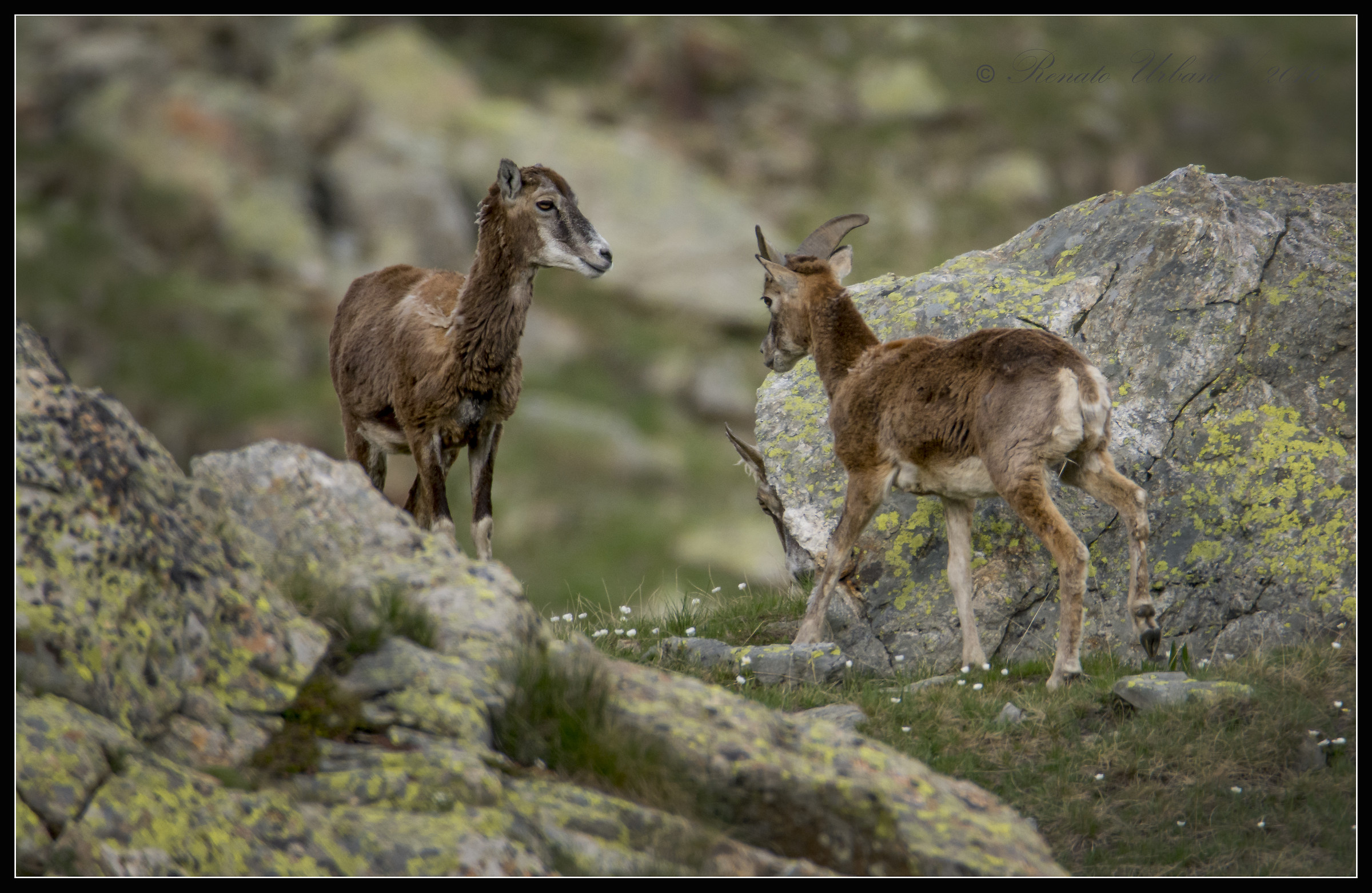 Female mouflon with small