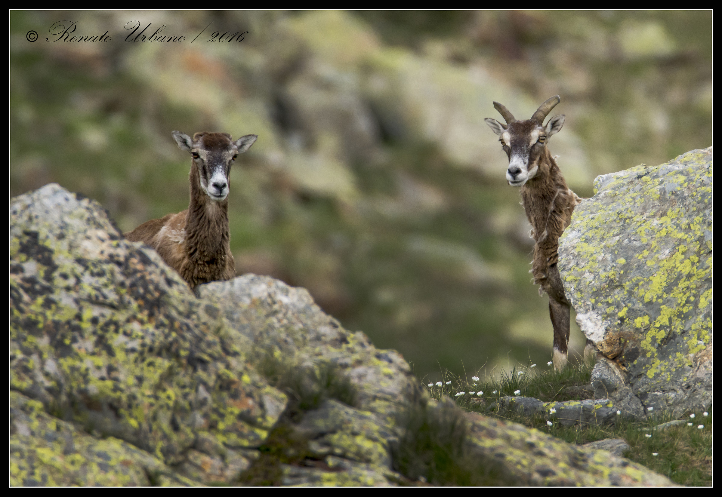 Curiosity is female - mouflon