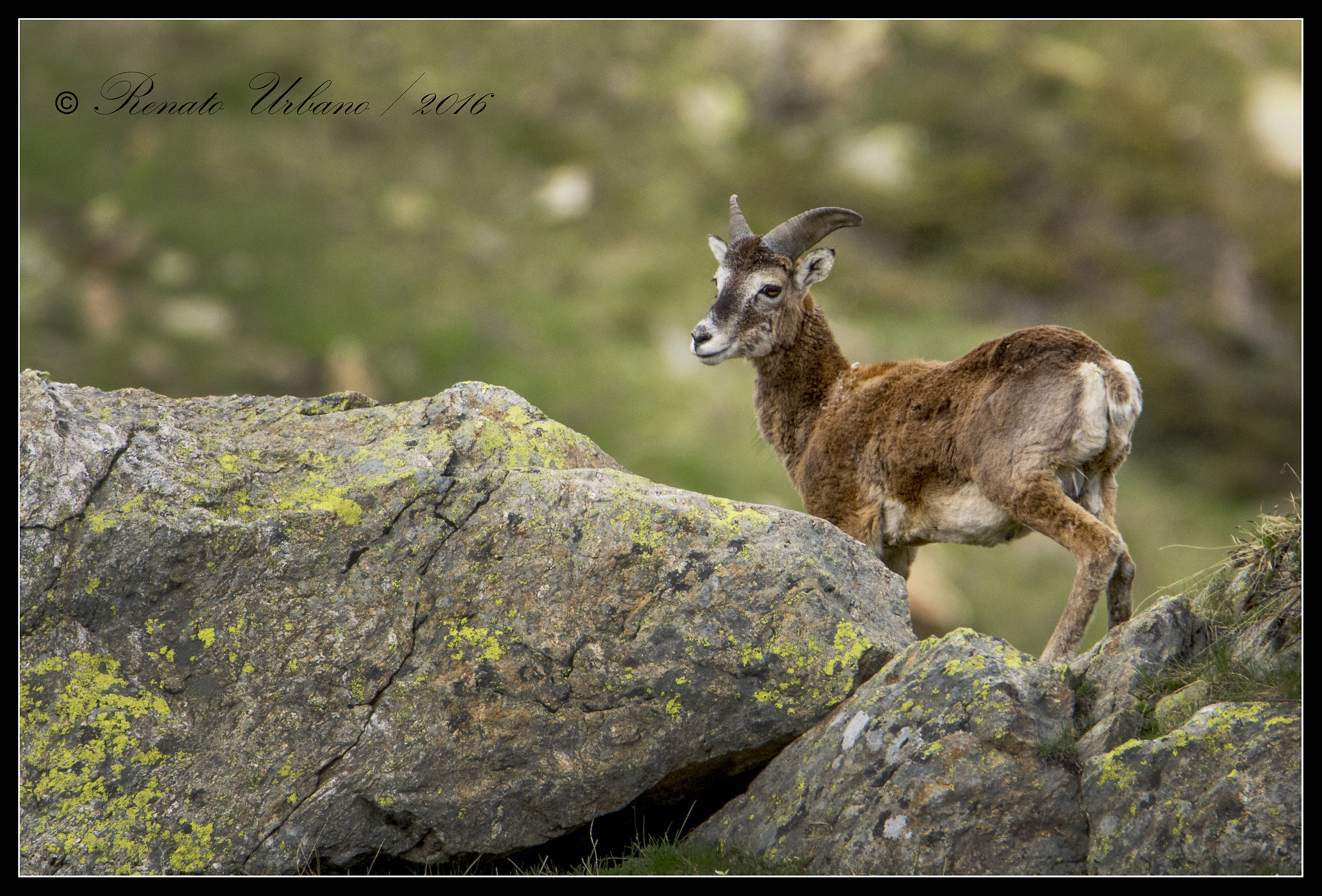 Meeting between the rocks - mouflon