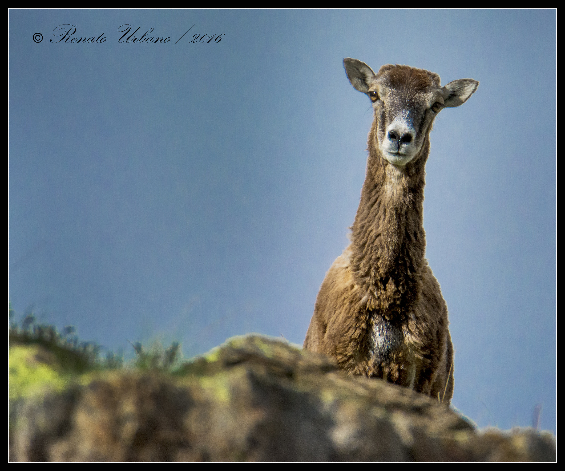 I'm here I'm watching you - mouflon