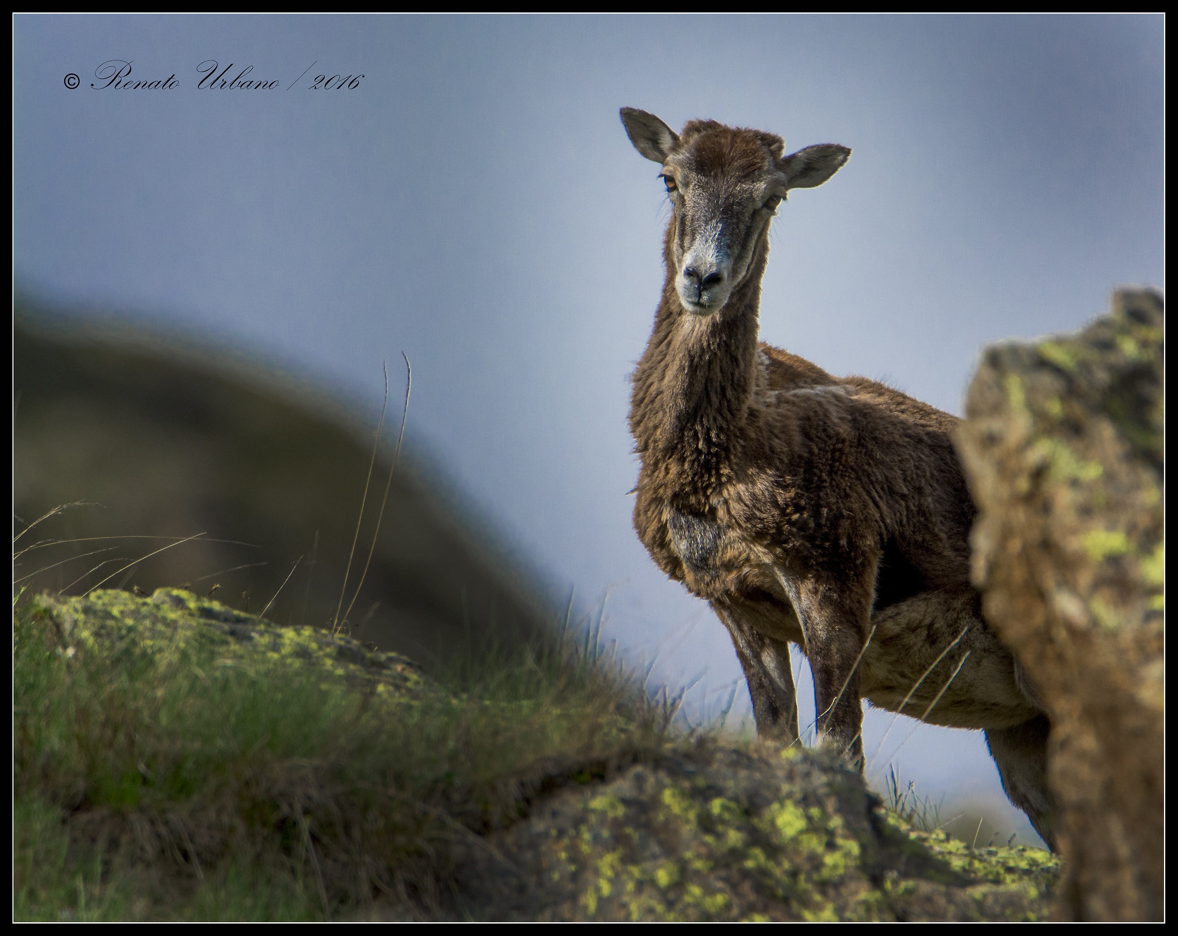 curious mouflon