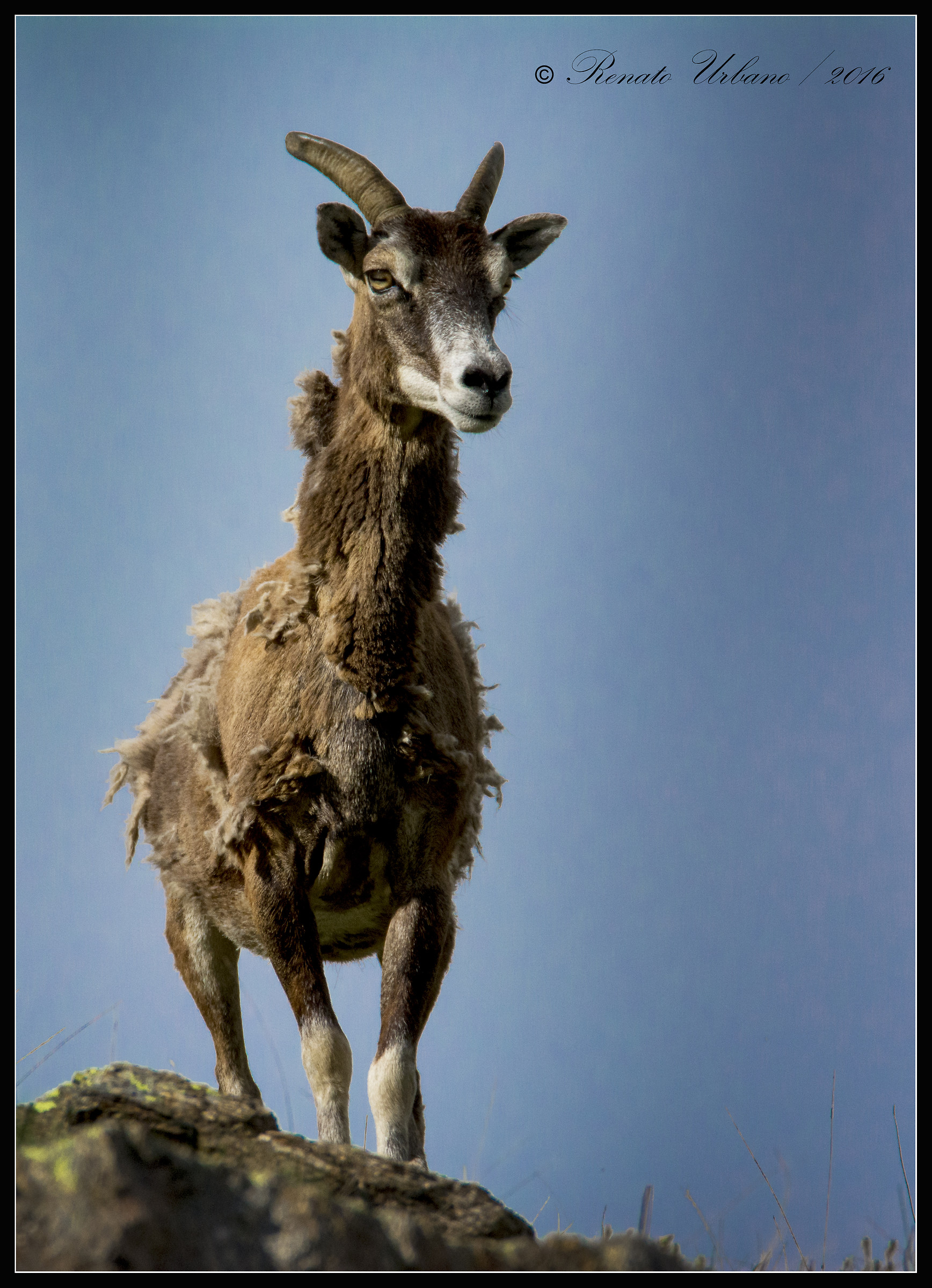 Rags - mouflon
