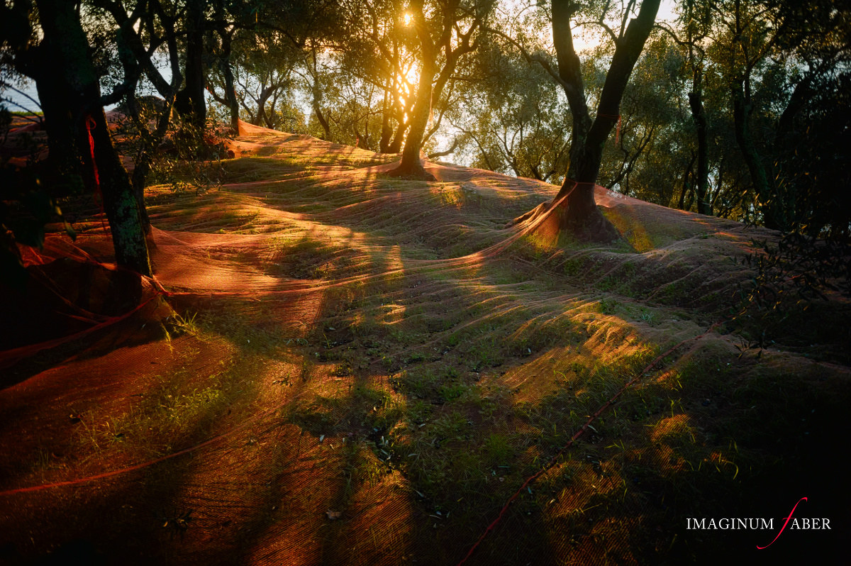 All'ombra degli olivi