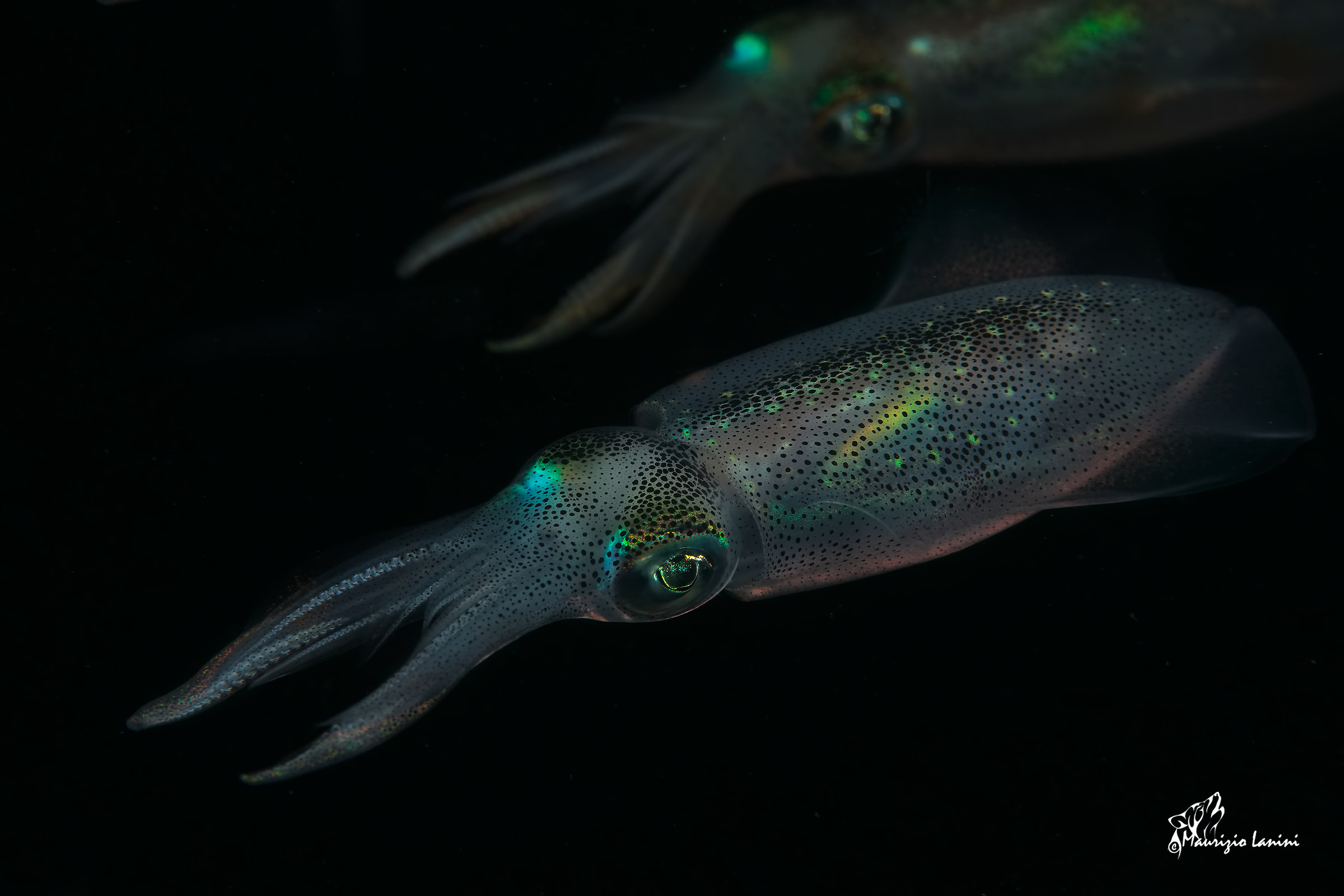 The lords of the night (HD)