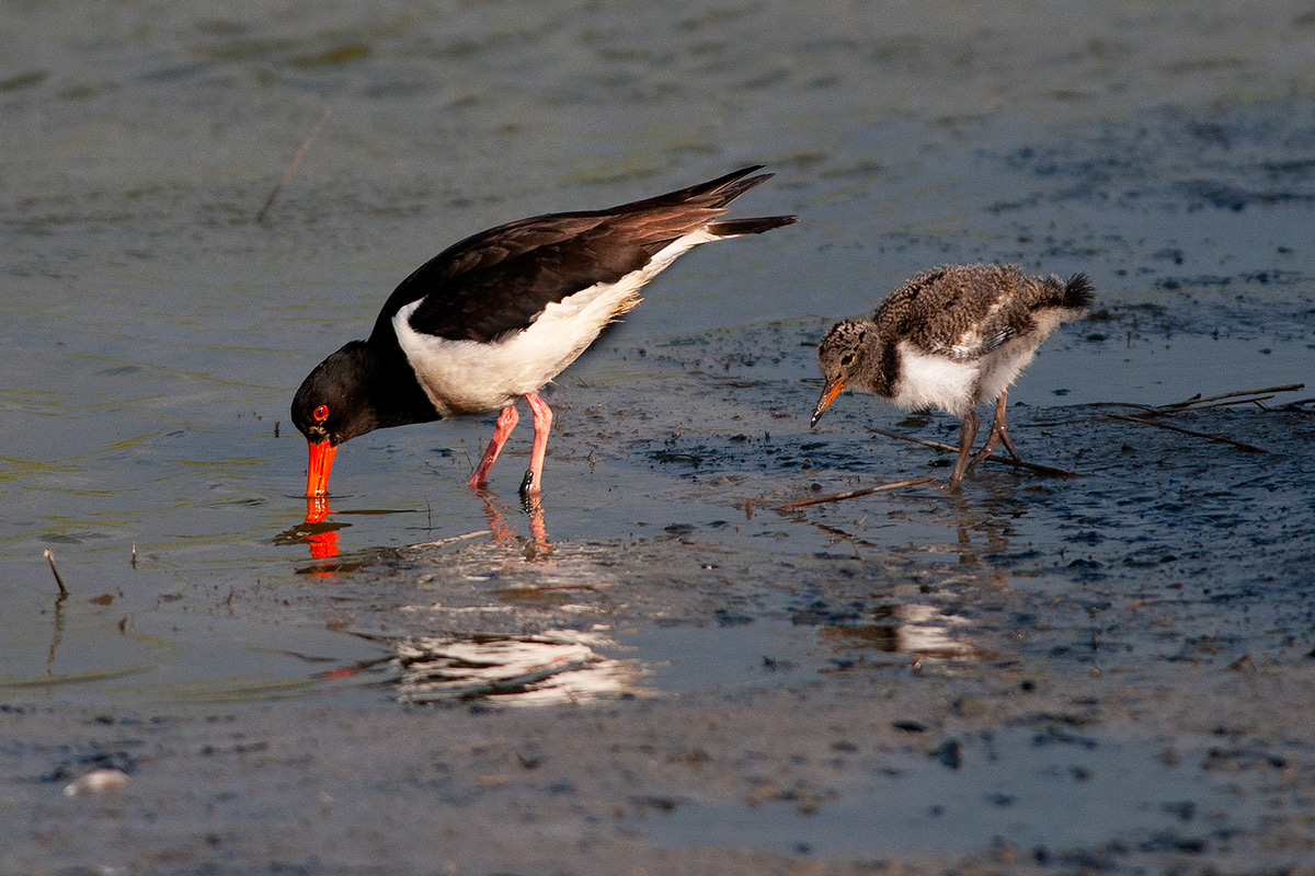 Oystercatcher with chick
