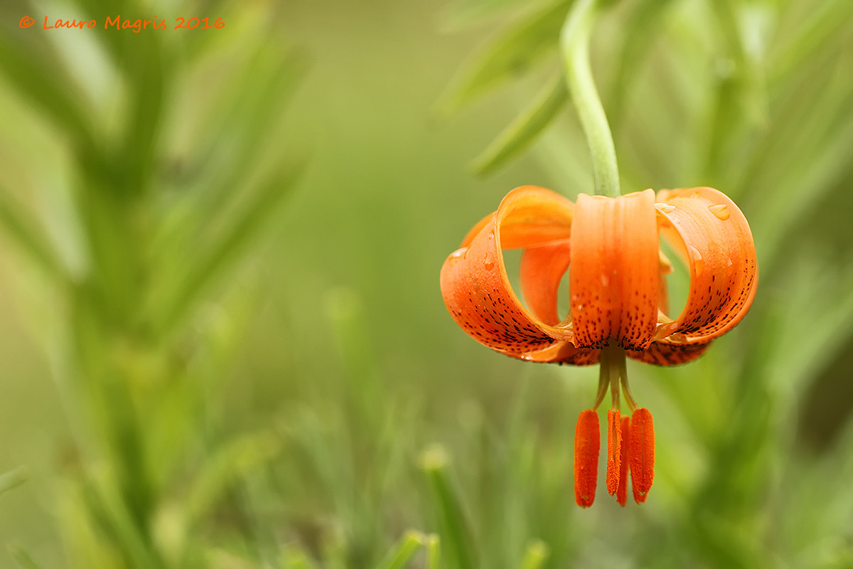 Lilium Carniolicum Bernh.