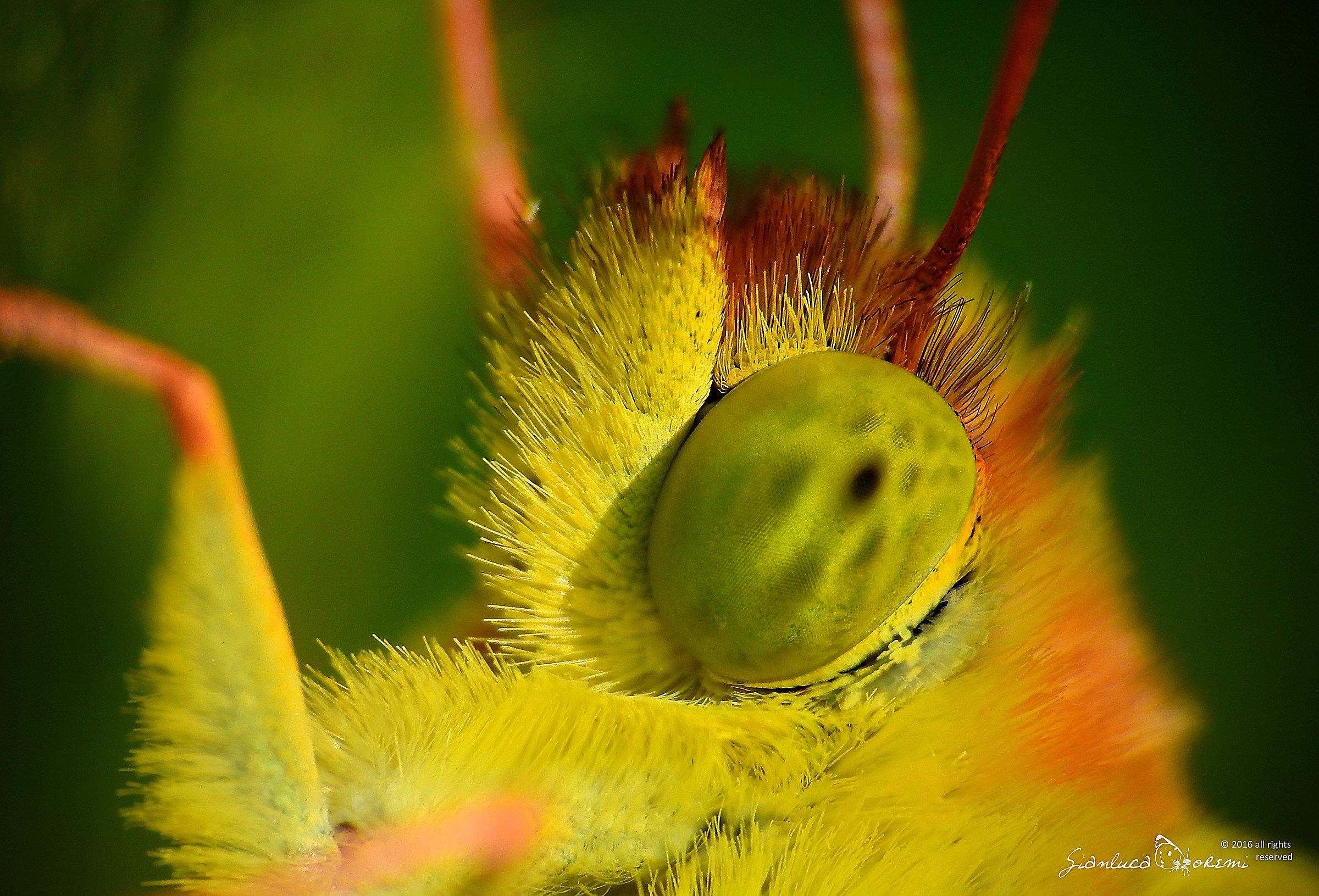 Colias crocea