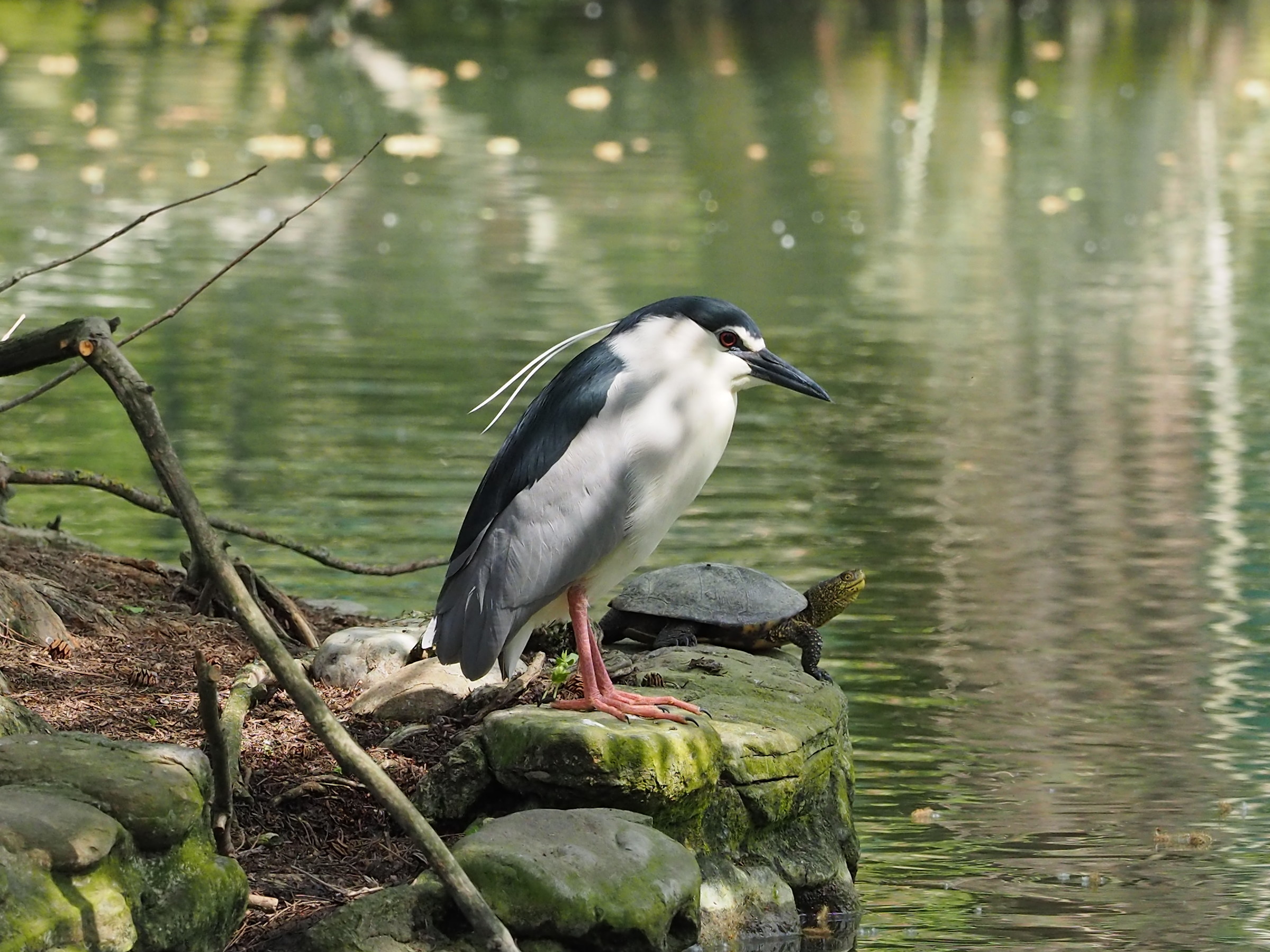 Night Heron