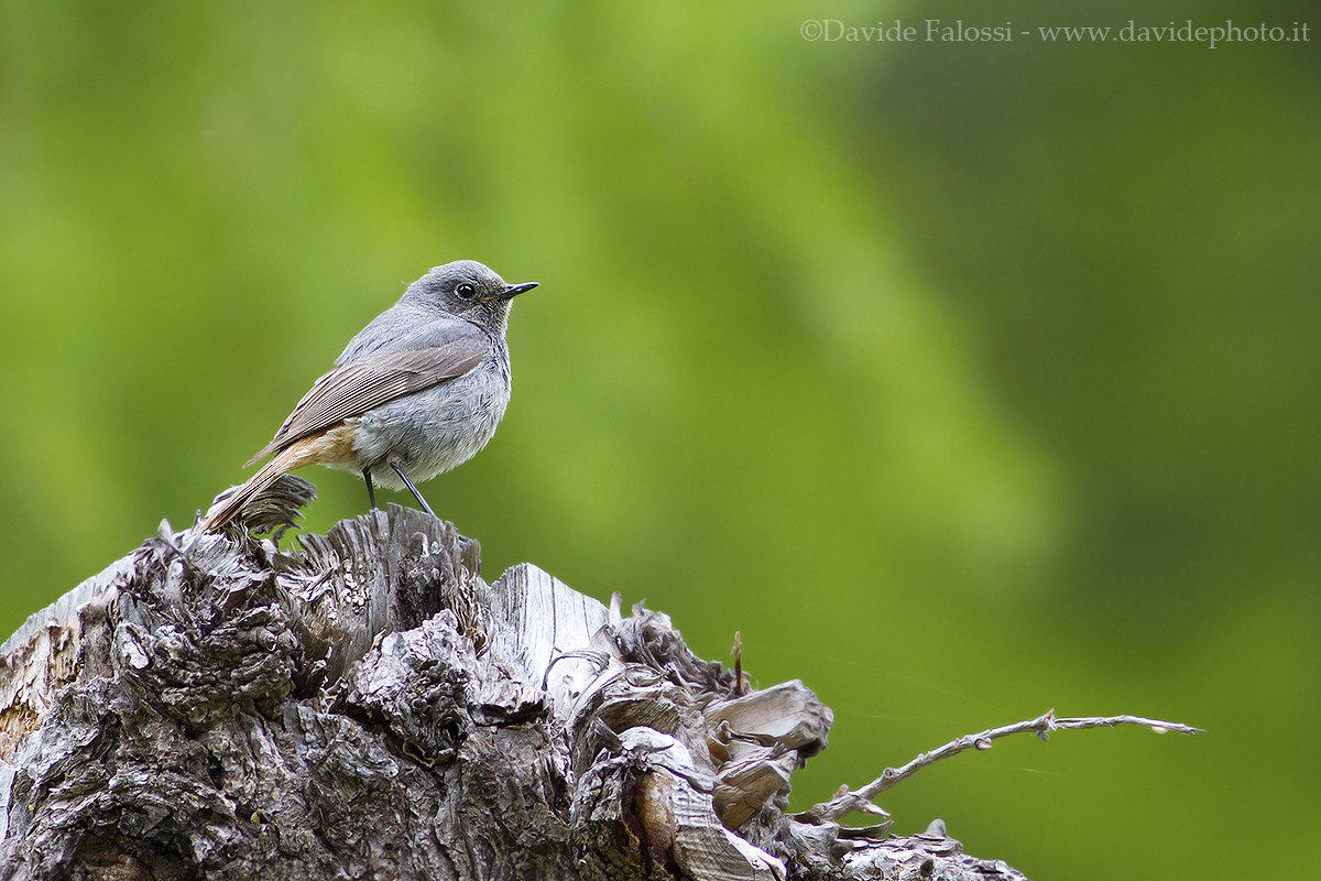black redstart