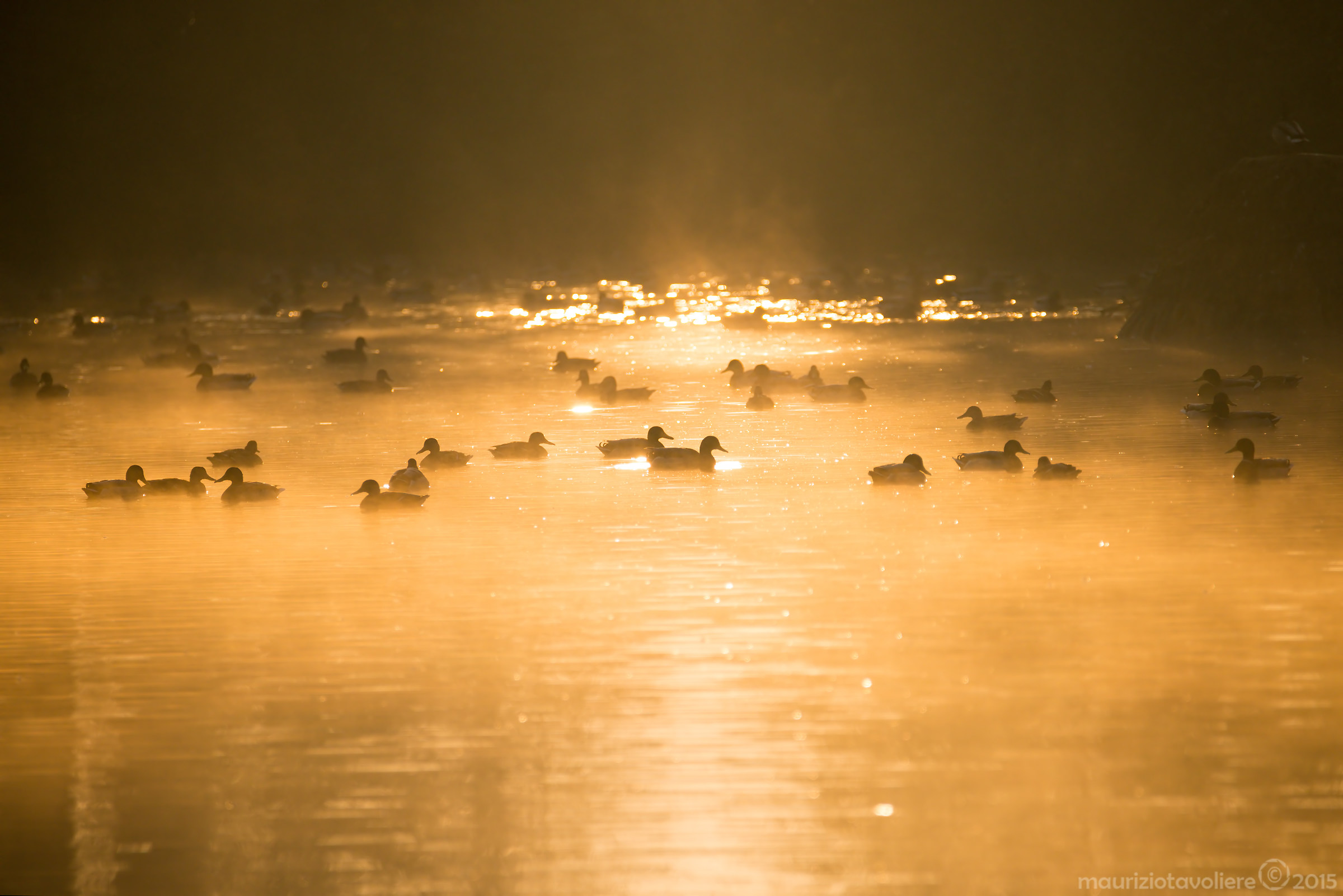 Anatidi all'alba