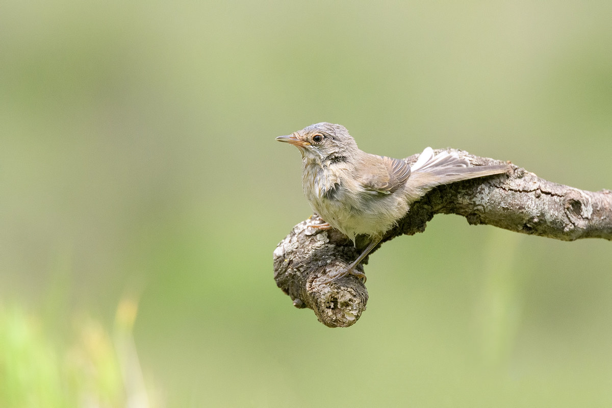 Sterpazzola femmina ambientata