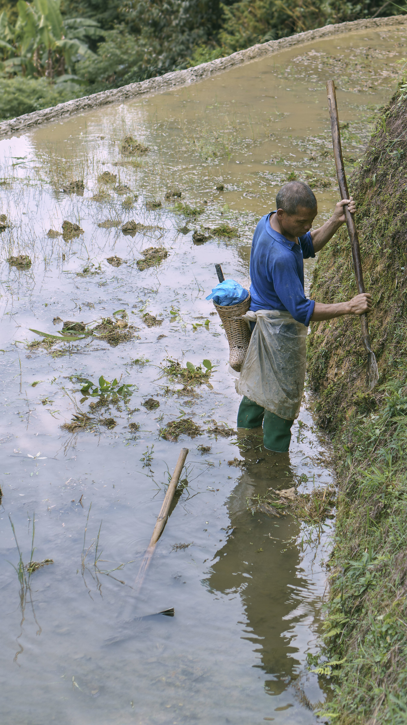 rice farmer