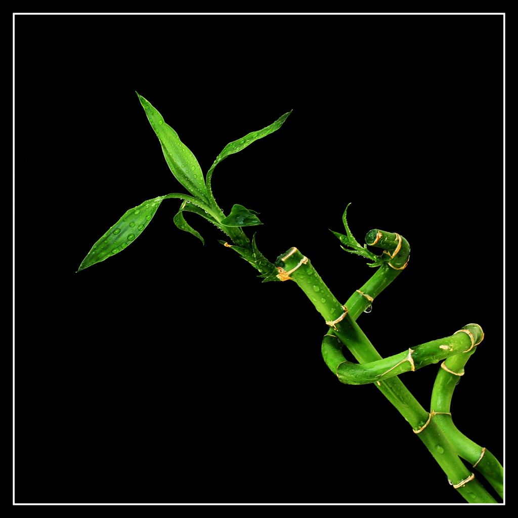 Green Twin