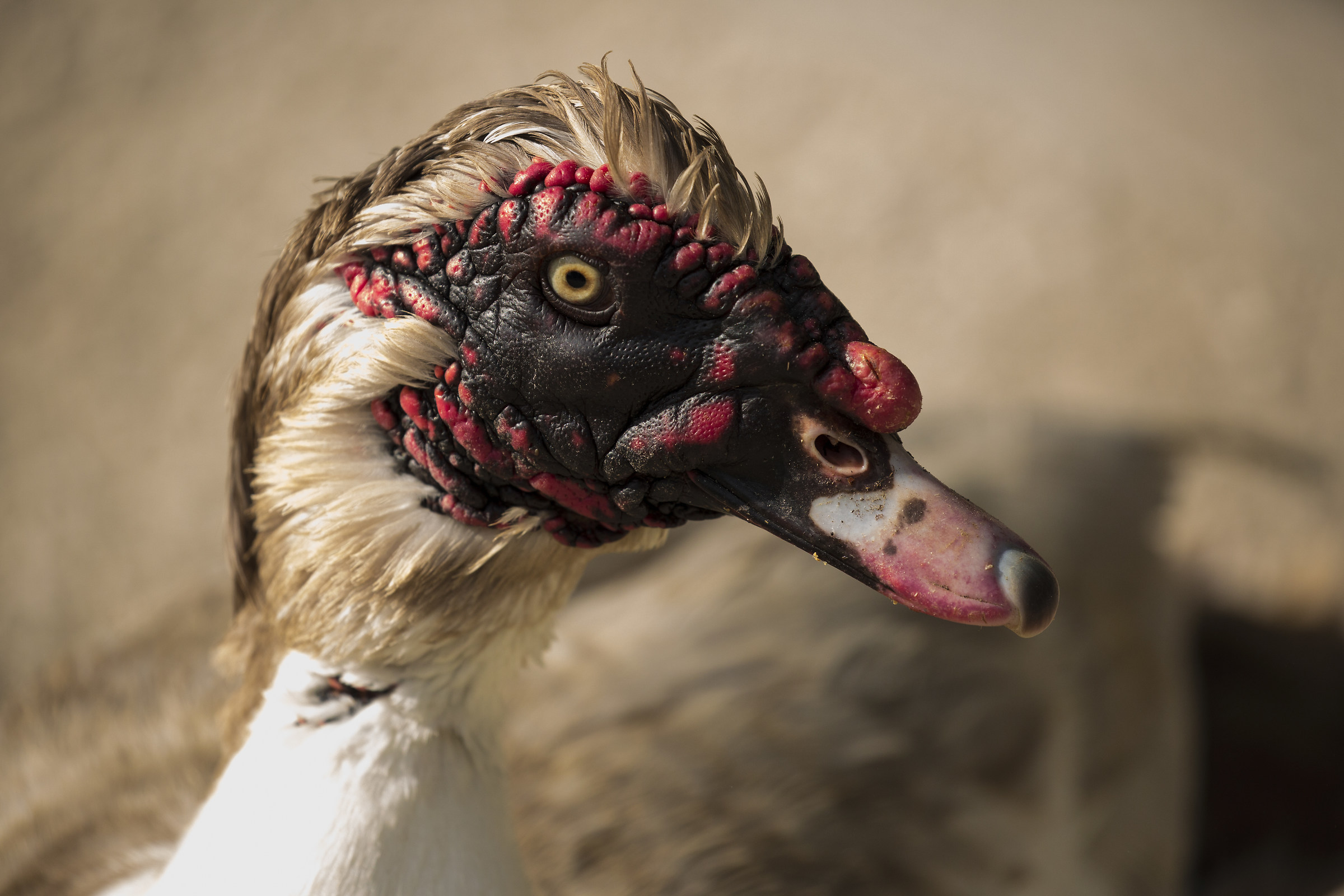 Muscovy ducks