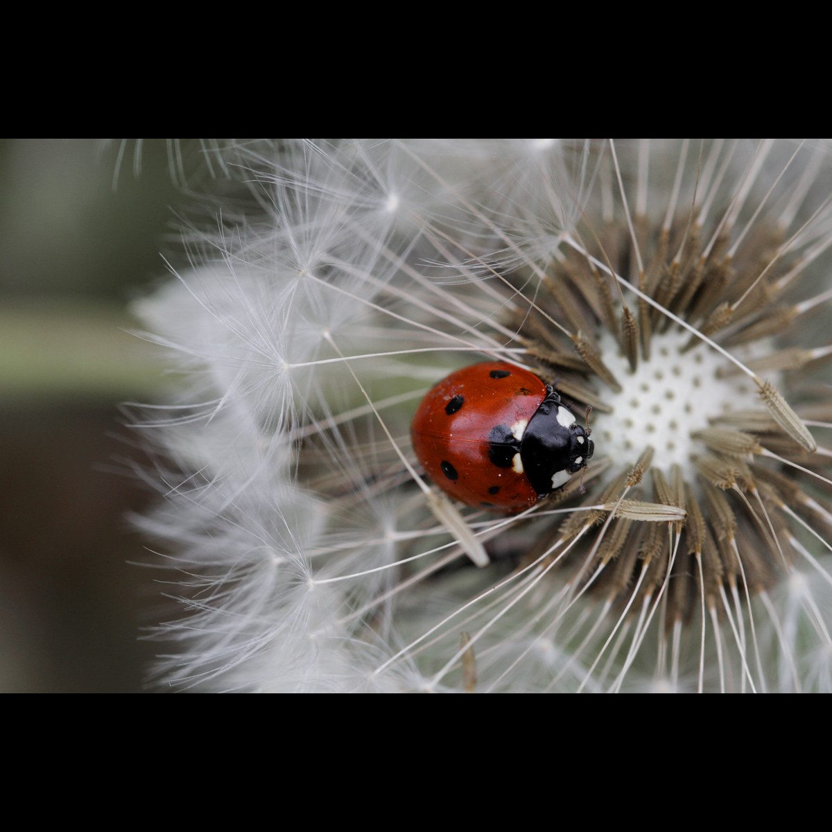 Coccinella