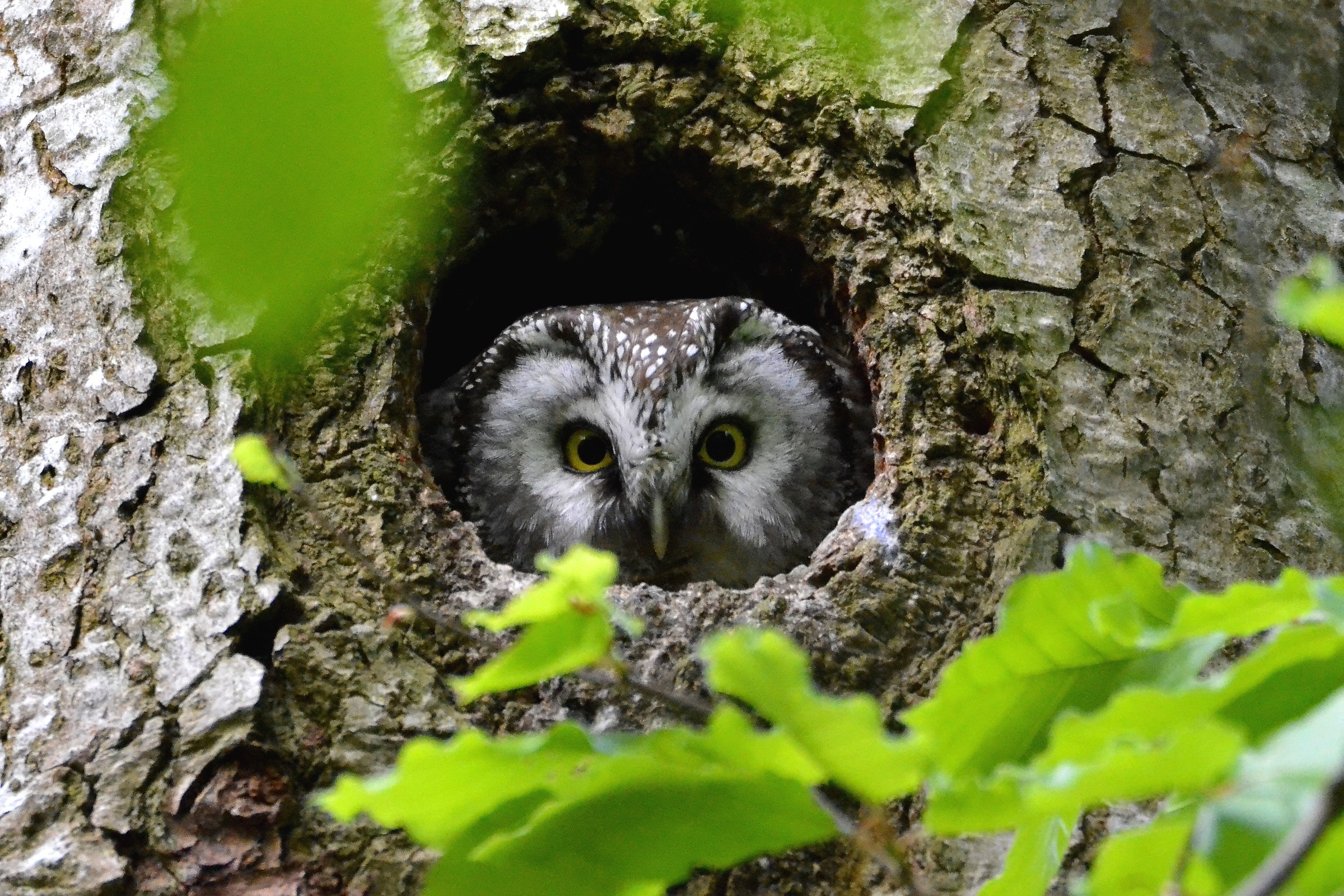 civetta capogrosso al nido